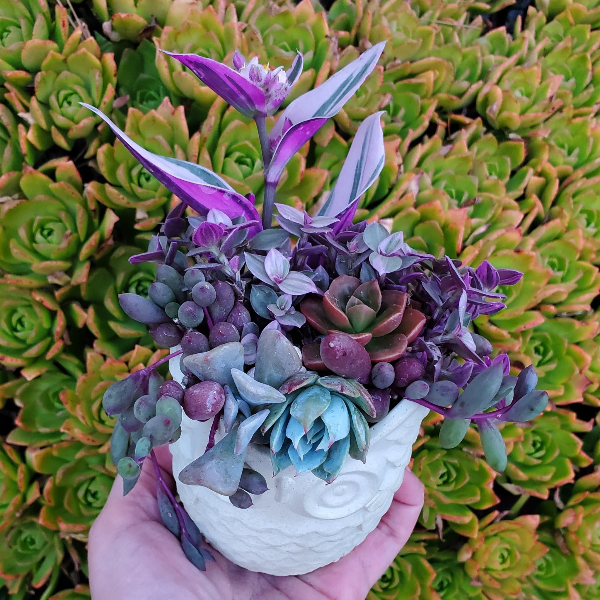 succulent owl planter Succulent Owl Arrangement