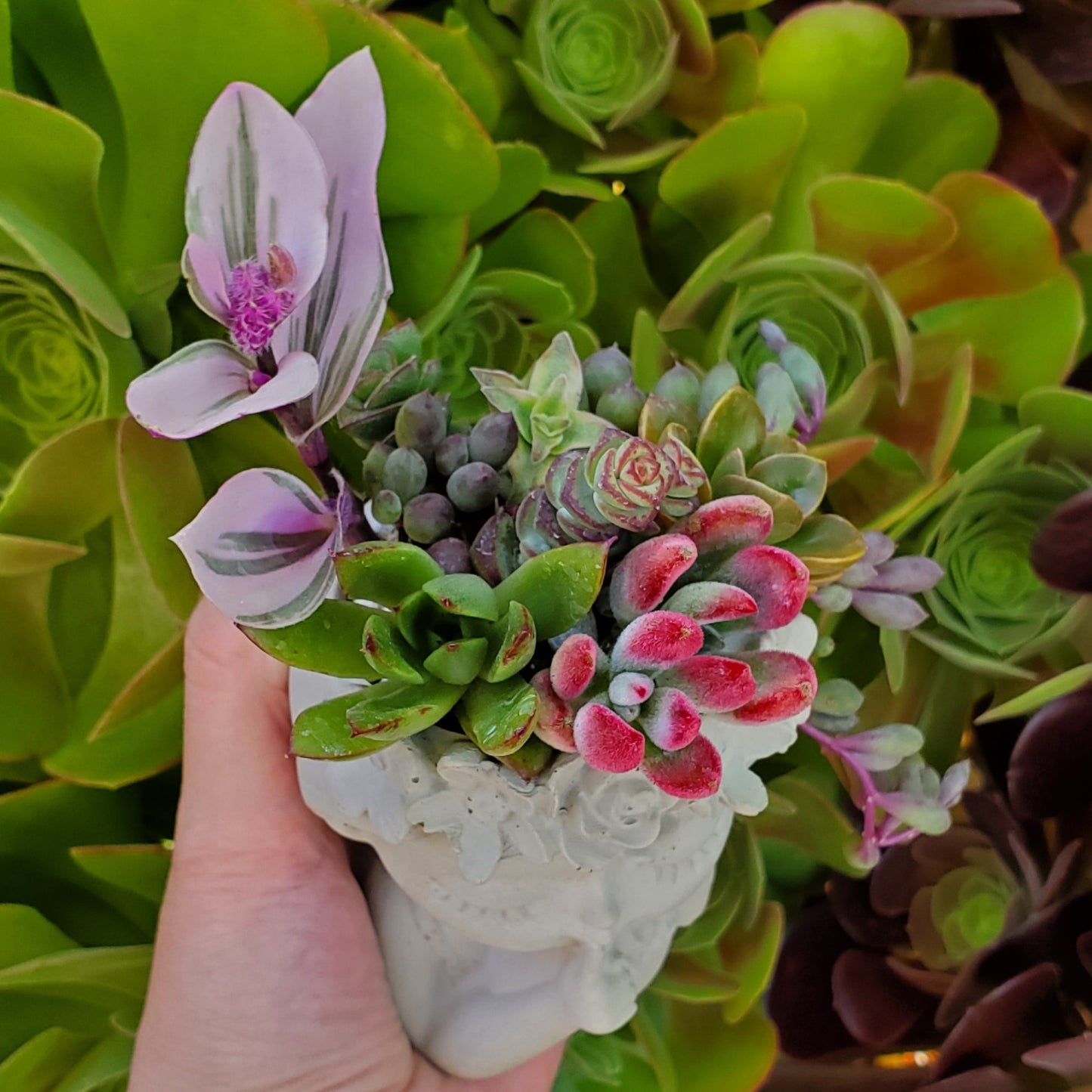 schoolgirl style succulents Succulent Girl Arrangement