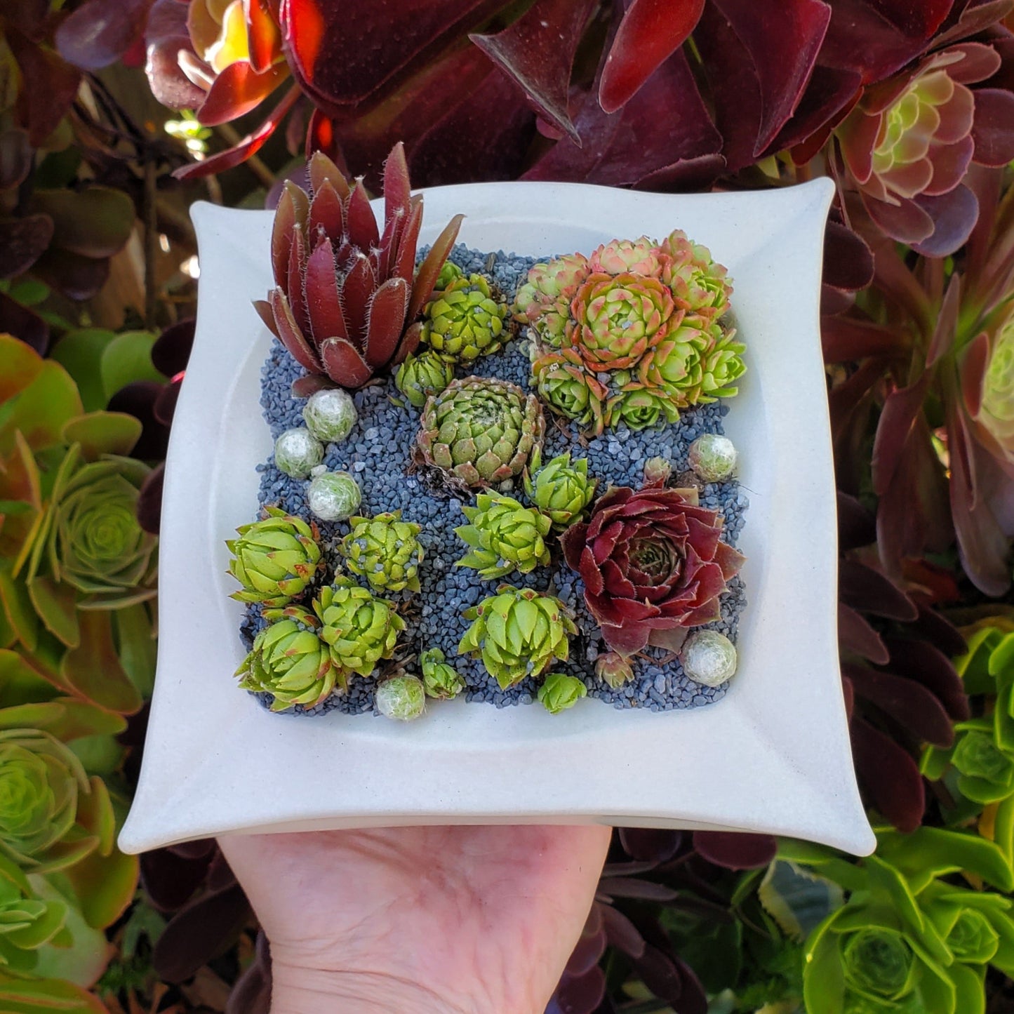 Geometric Square Planter Succulent Arrangement