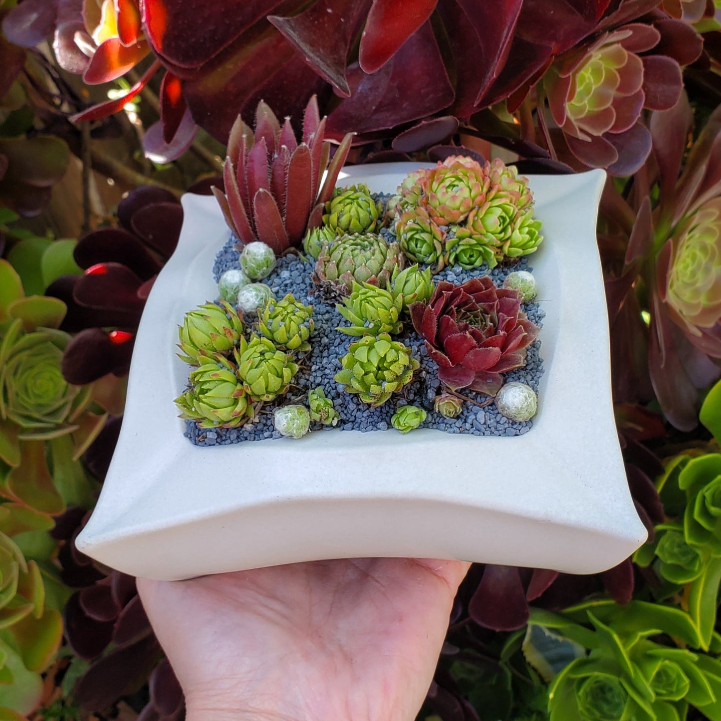 Geometric Square Planter Succulent Arrangement