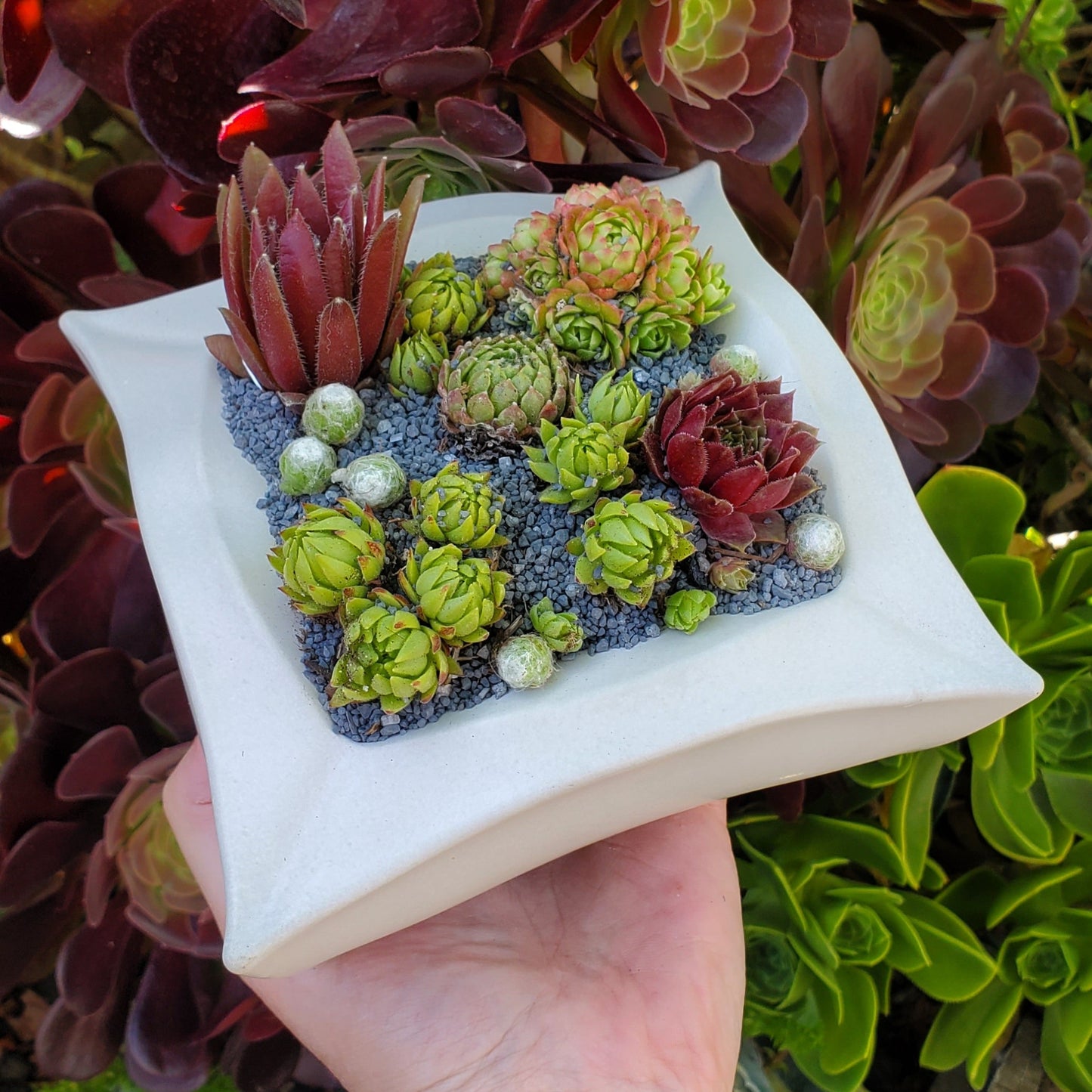 Geometric Square Planter Succulent Arrangement