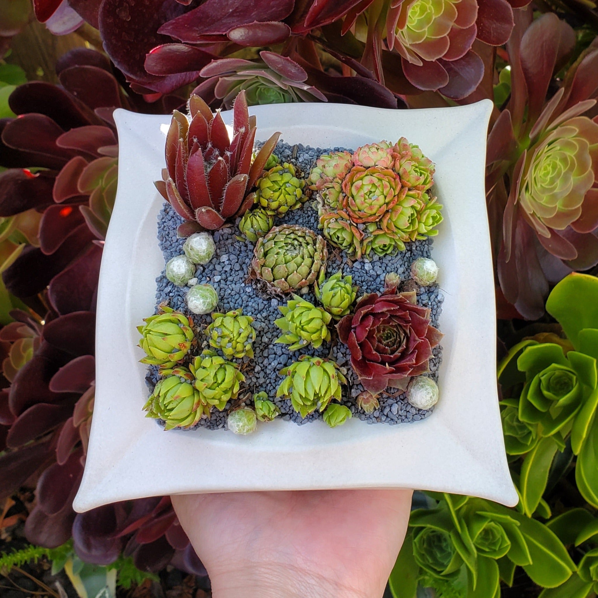 geometric succulent pot Geometric Square Planter Succulent Arrangement