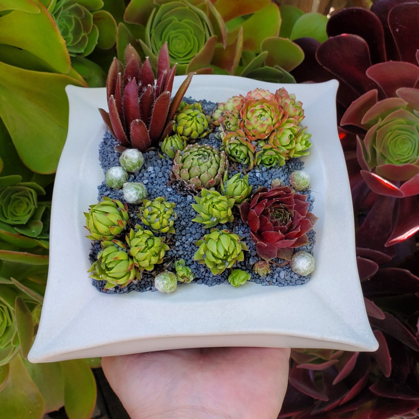 Geometric Square Planter Succulent Arrangement