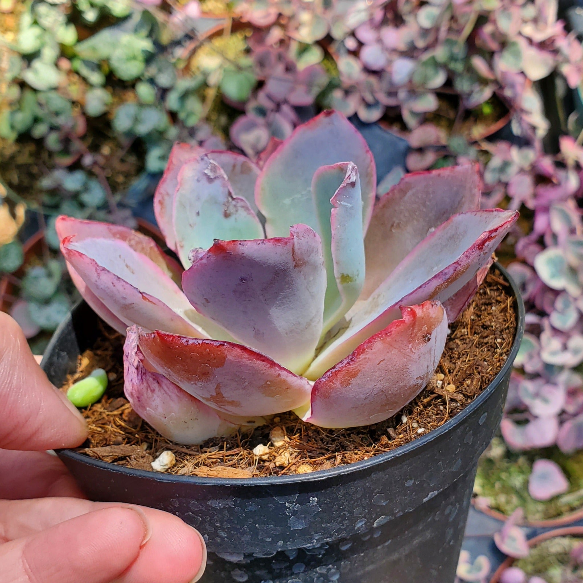 afterglow succulent Echeveria 'Afterglow'