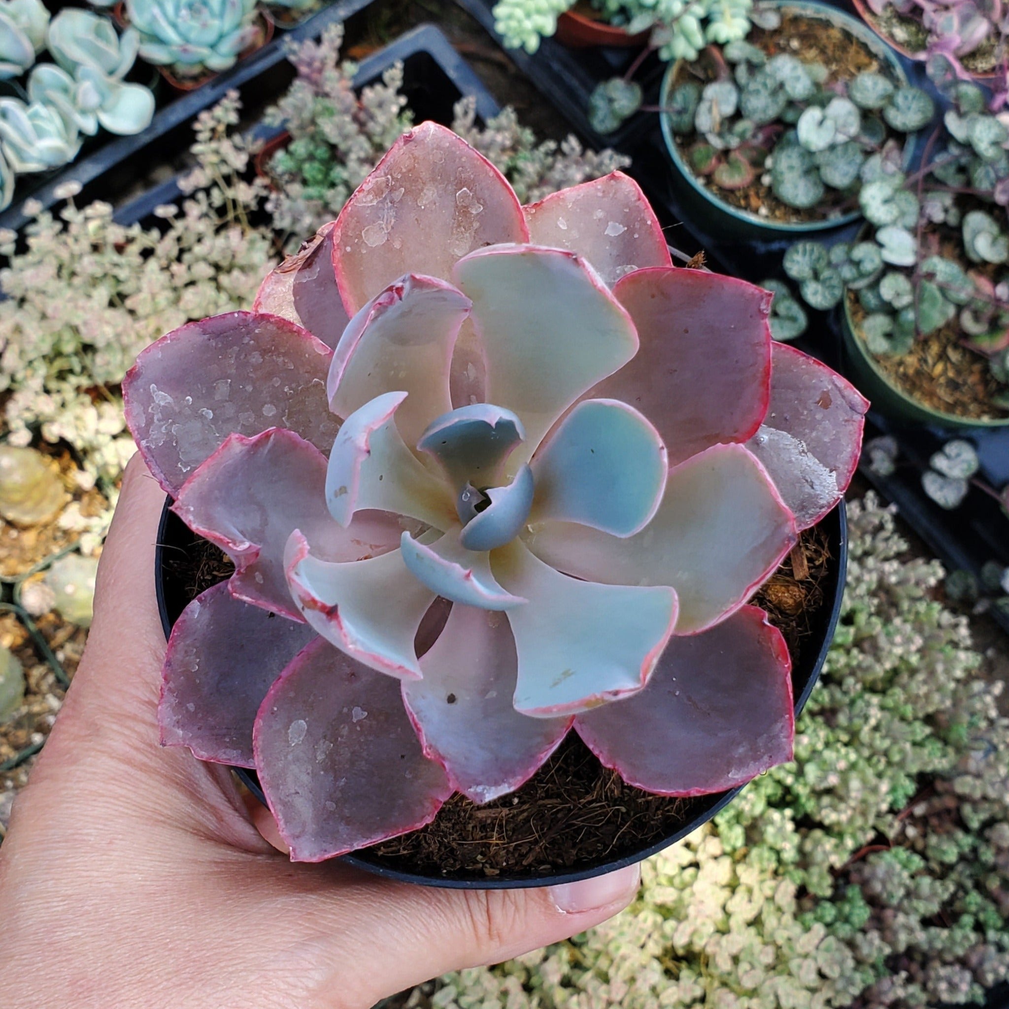 echeveria afterglow succulent Echeveria 'Afterglow'