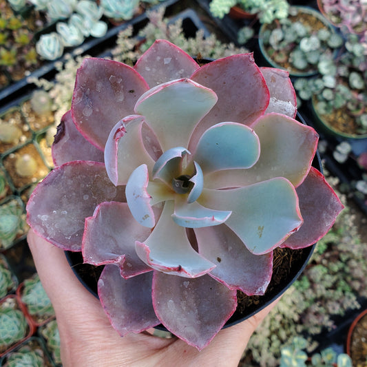 Echeveria 'Afterglow'