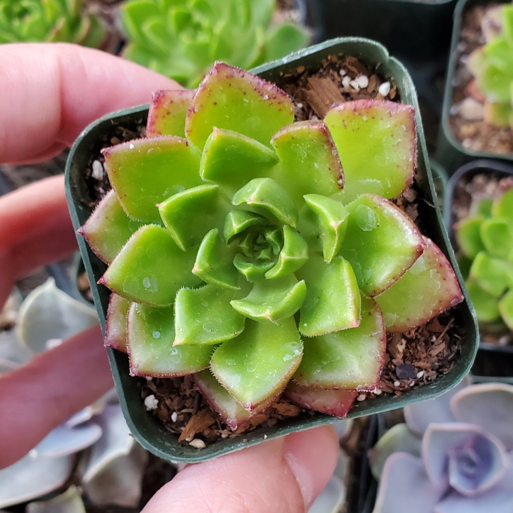 sedeveria letizia succulent Sedeveria 'Letizia'