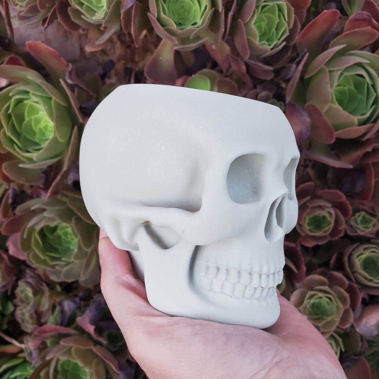 Large Skull Cement Planter