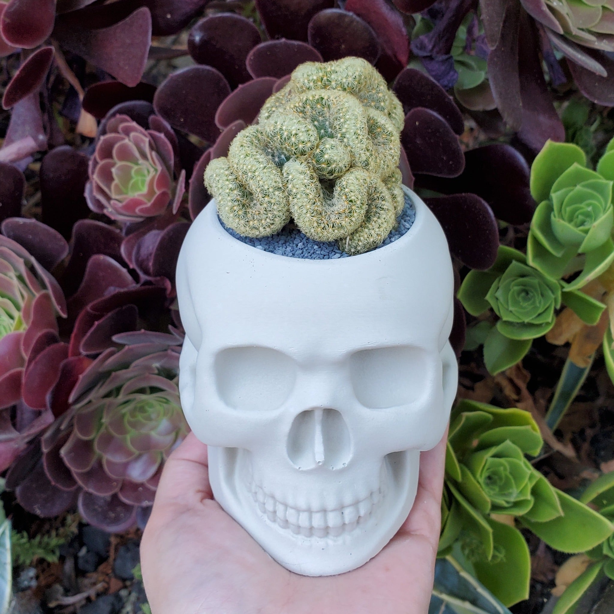 brain succulent in skull 'Brain Cactus' Skull Arrangement