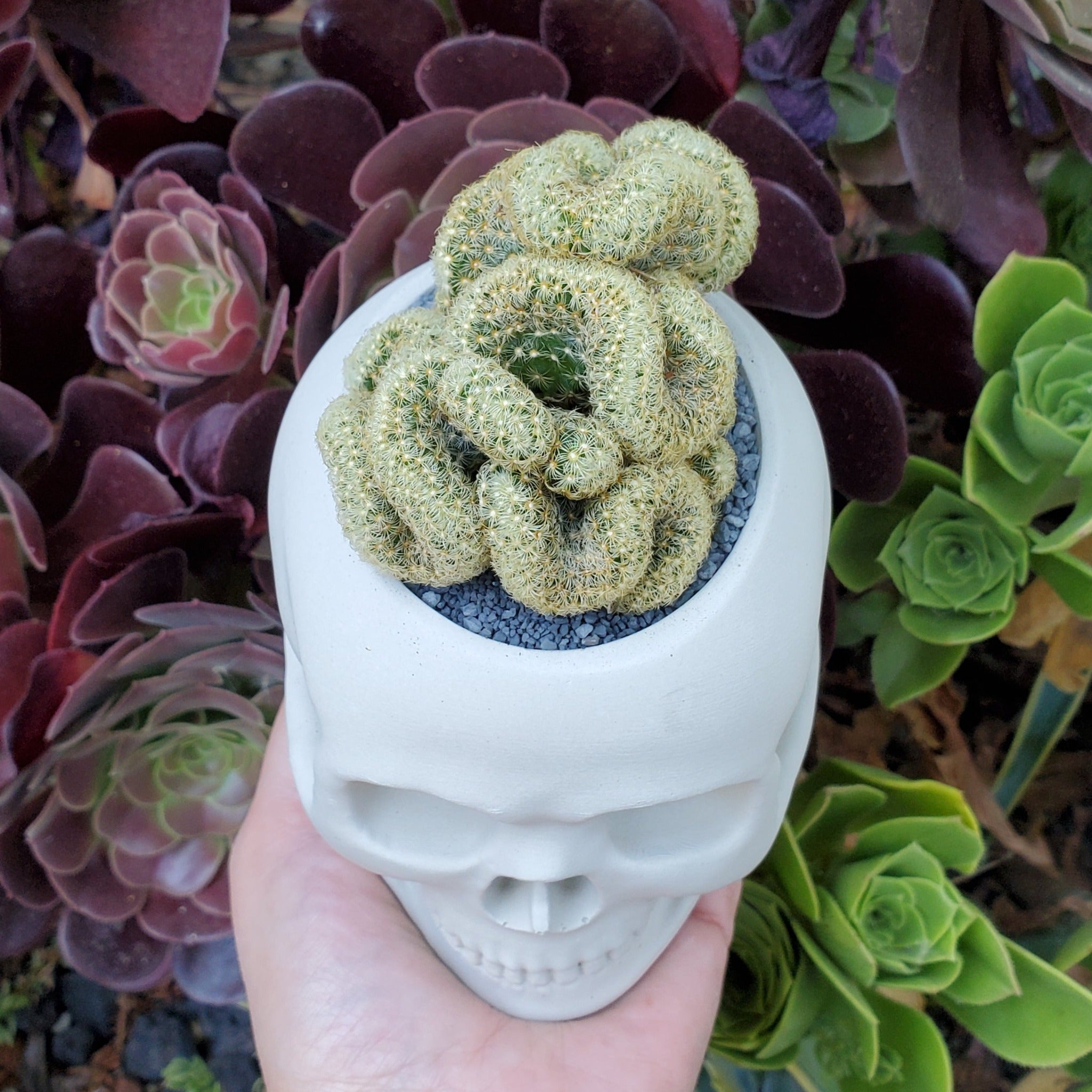 skeleton succulent planter 'Brain Cactus' Skull Arrangement