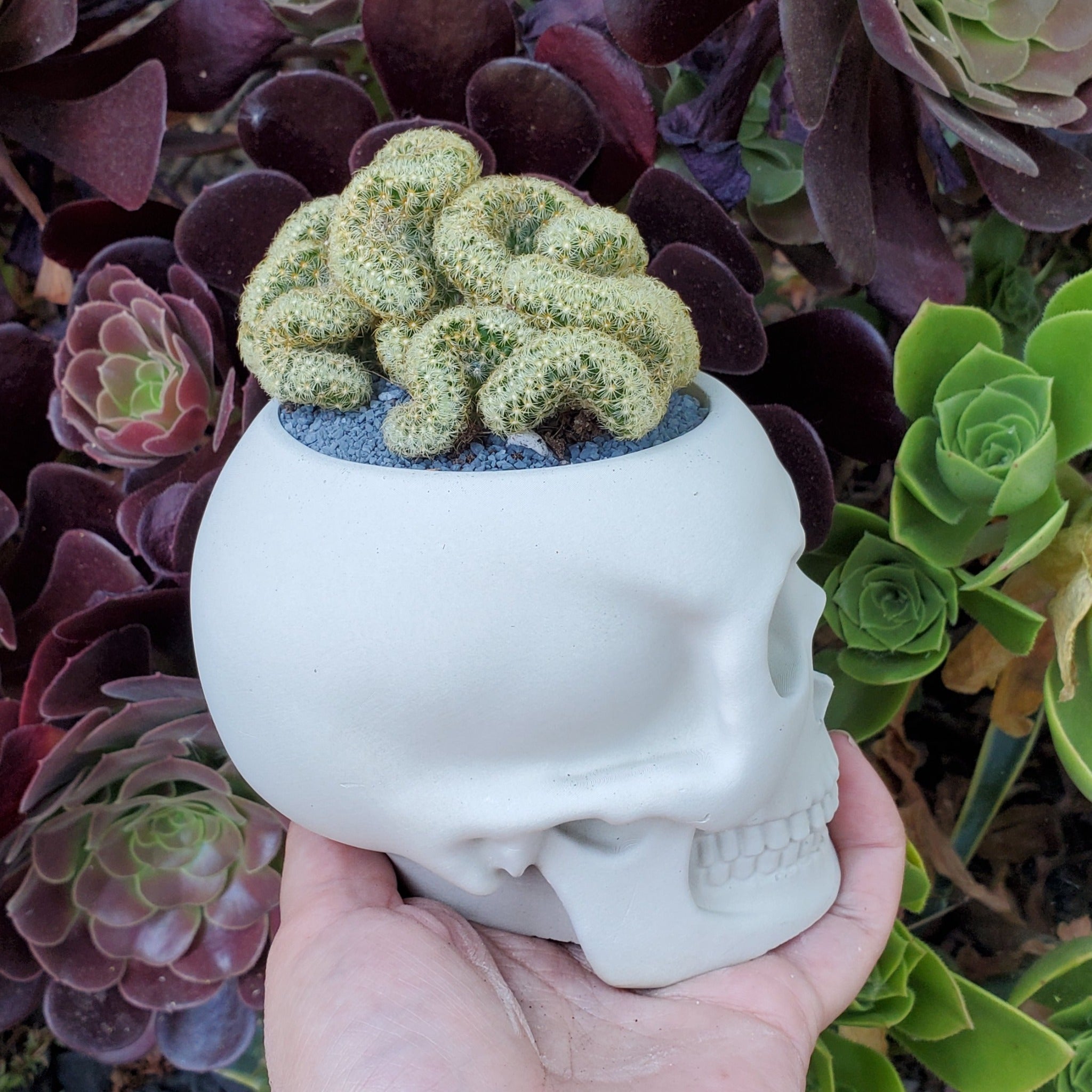cow skull succulent planter 'Brain Cactus' Skull Arrangement