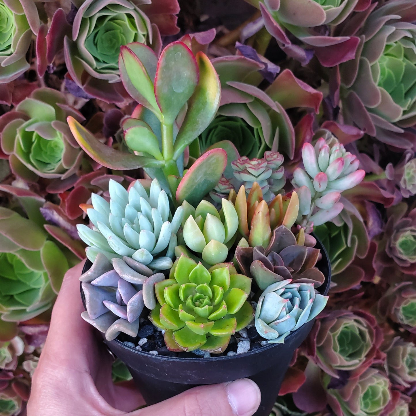 4 Inch Mix Succulent Arrangement