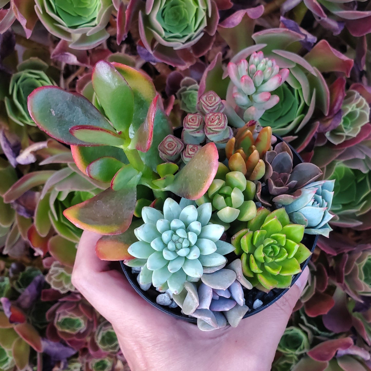 4 Inch Mix Succulent Arrangement