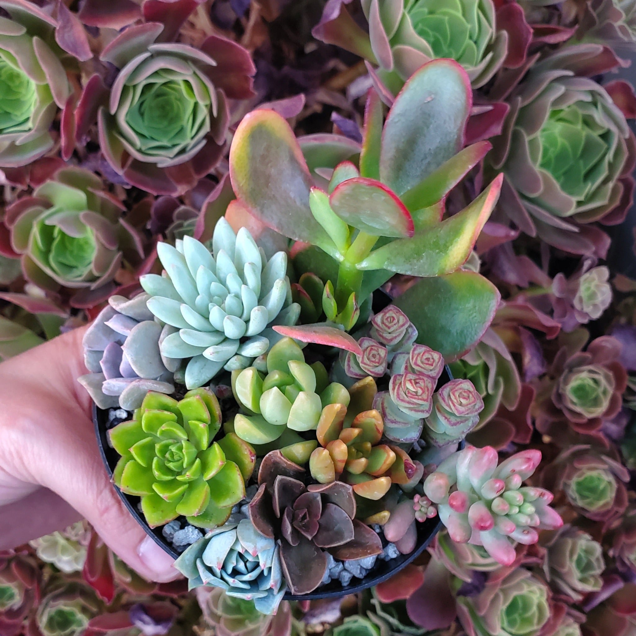 4 Inch Mix Succulent Arrangement  Rooted in Paradise Succulent