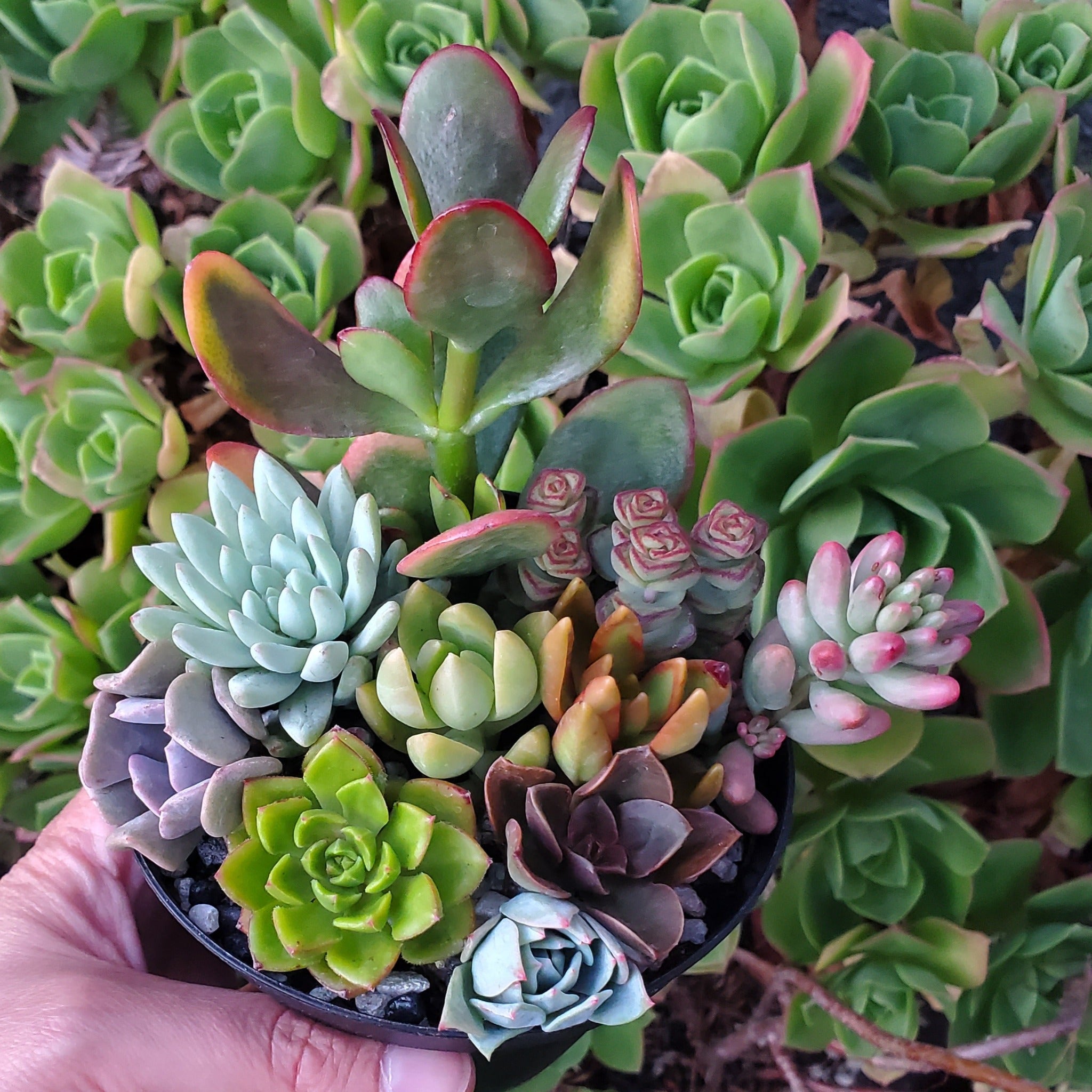 mix succulent plants 4 Inch Mix Succulent Arrangement