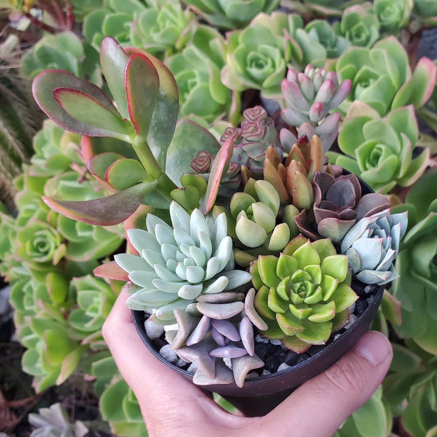 4 Inch Mix Succulent Arrangement