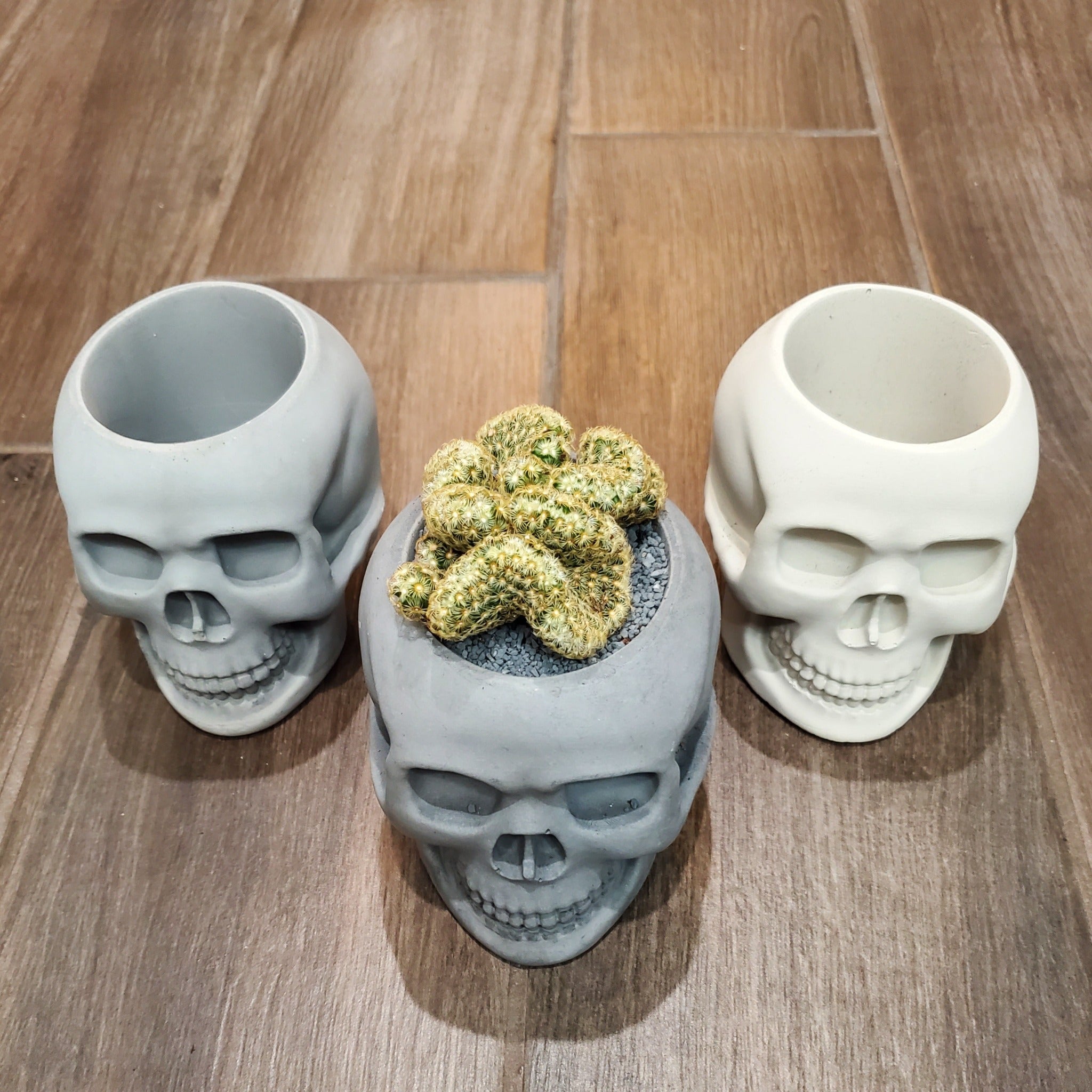 brain succulent in skull 'Brain Cactus' Skull Arrangement