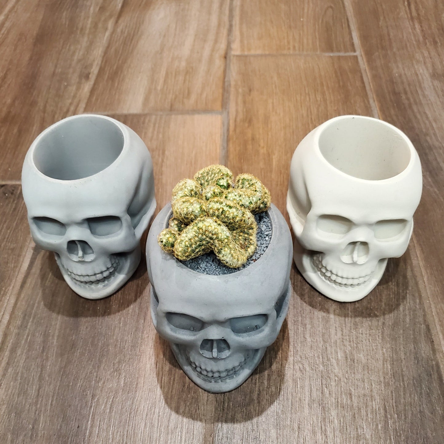 'Brain Cactus' Skull Arrangement