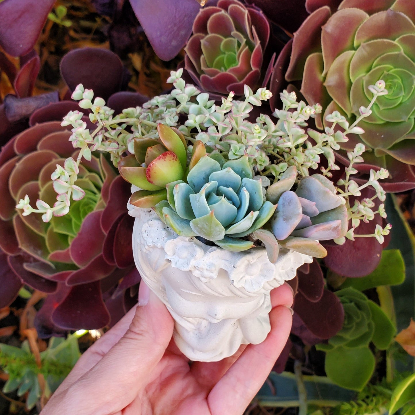 Succulent Sleepy Girl Arrangement