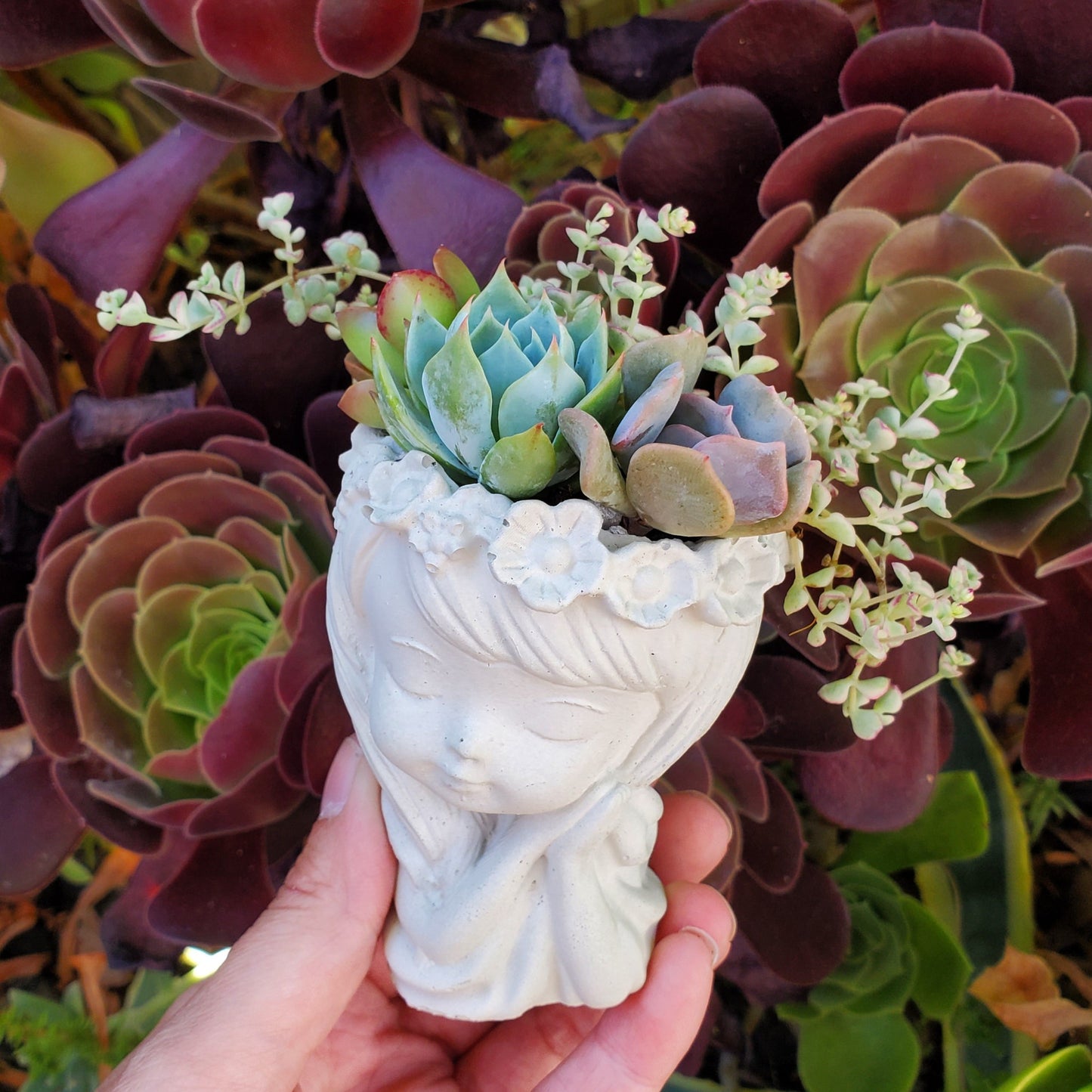 Succulent Sleepy Girl Arrangement