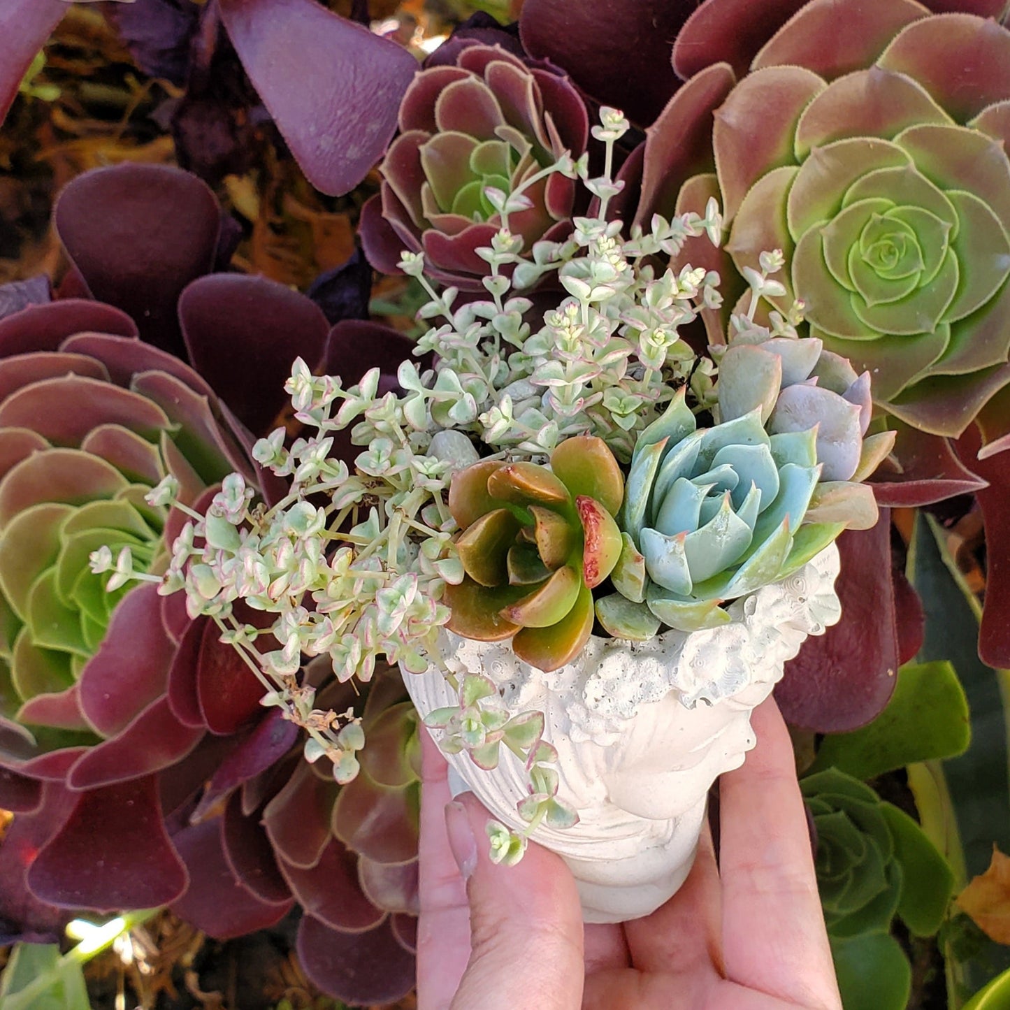 Succulent Sleepy Girl Arrangement