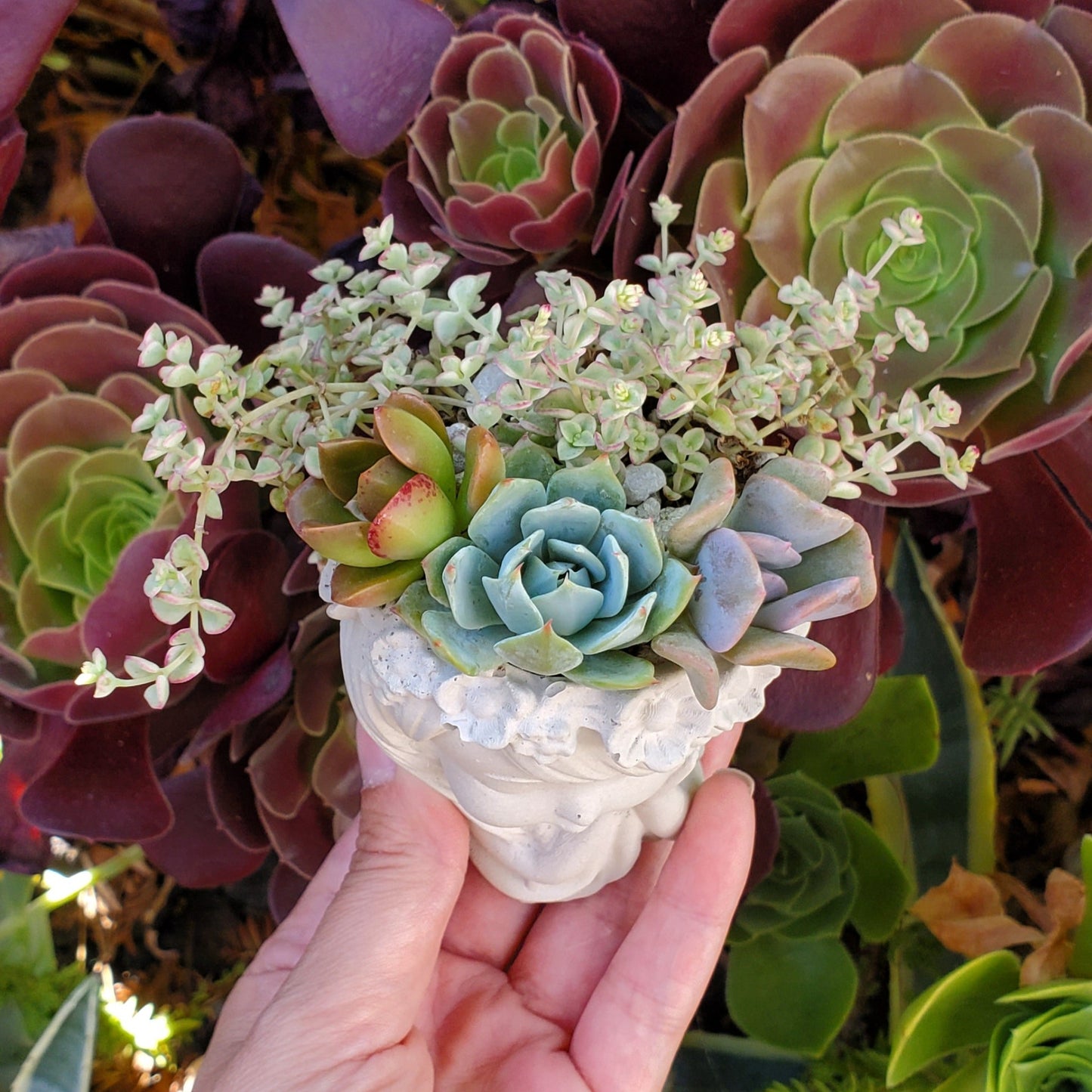 Succulent Sleepy Girl Arrangement