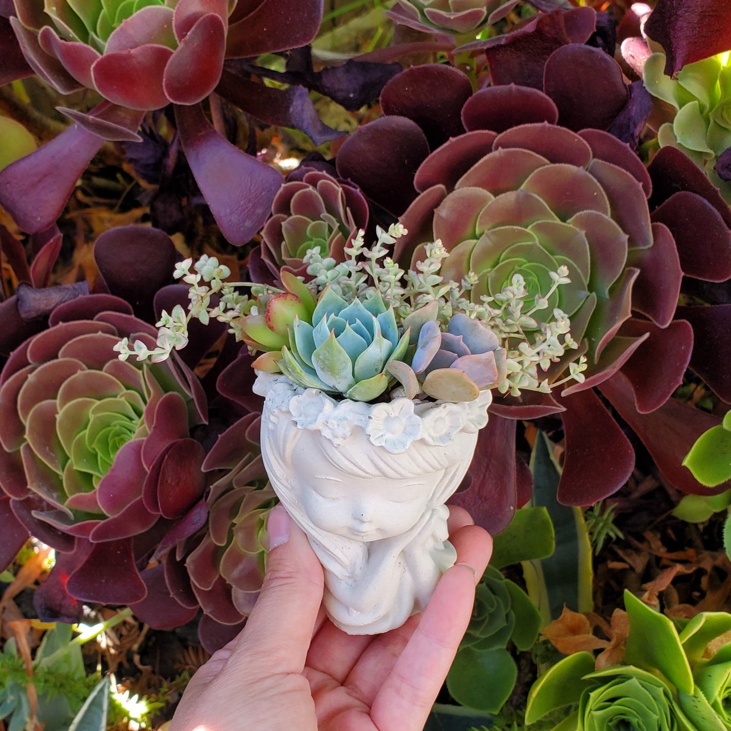 Succulent Sleepy Girl Arrangement