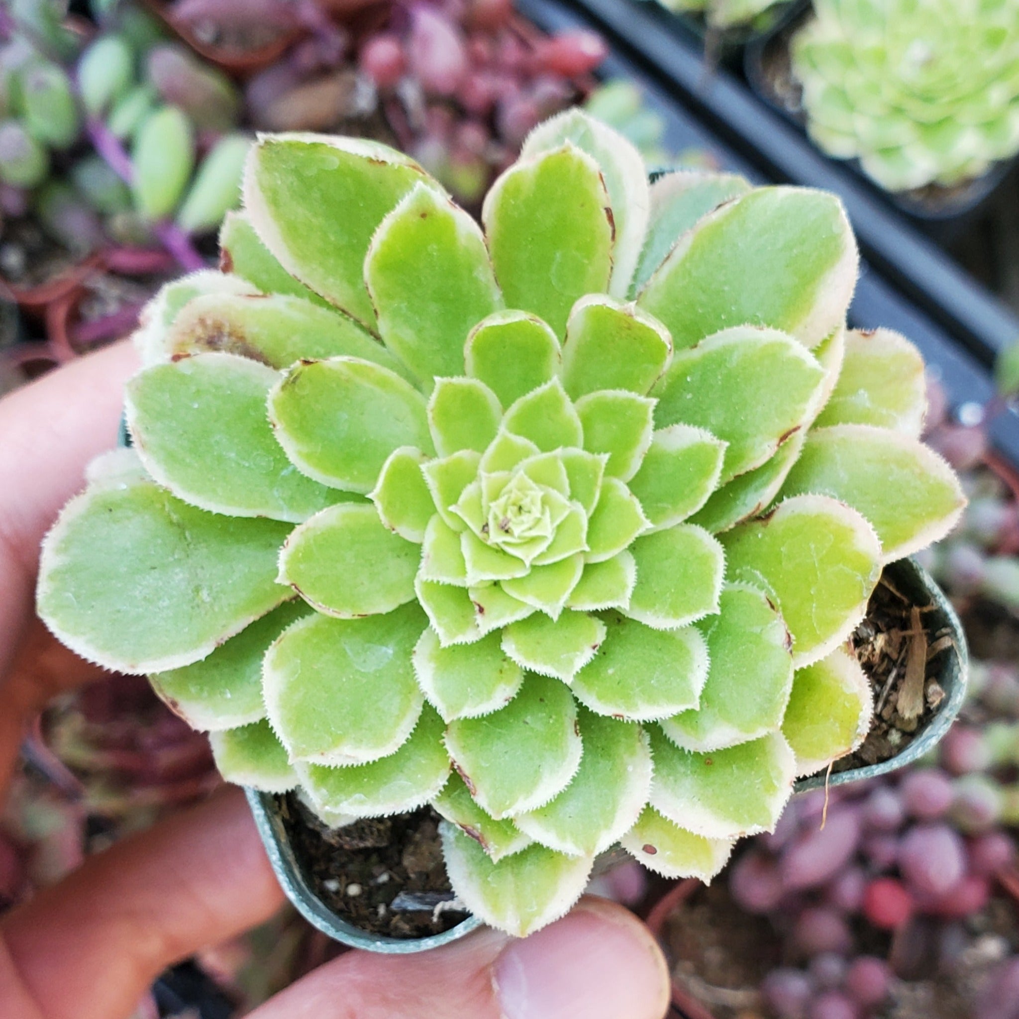 emerald succulent Aeonium 'Sunburst'