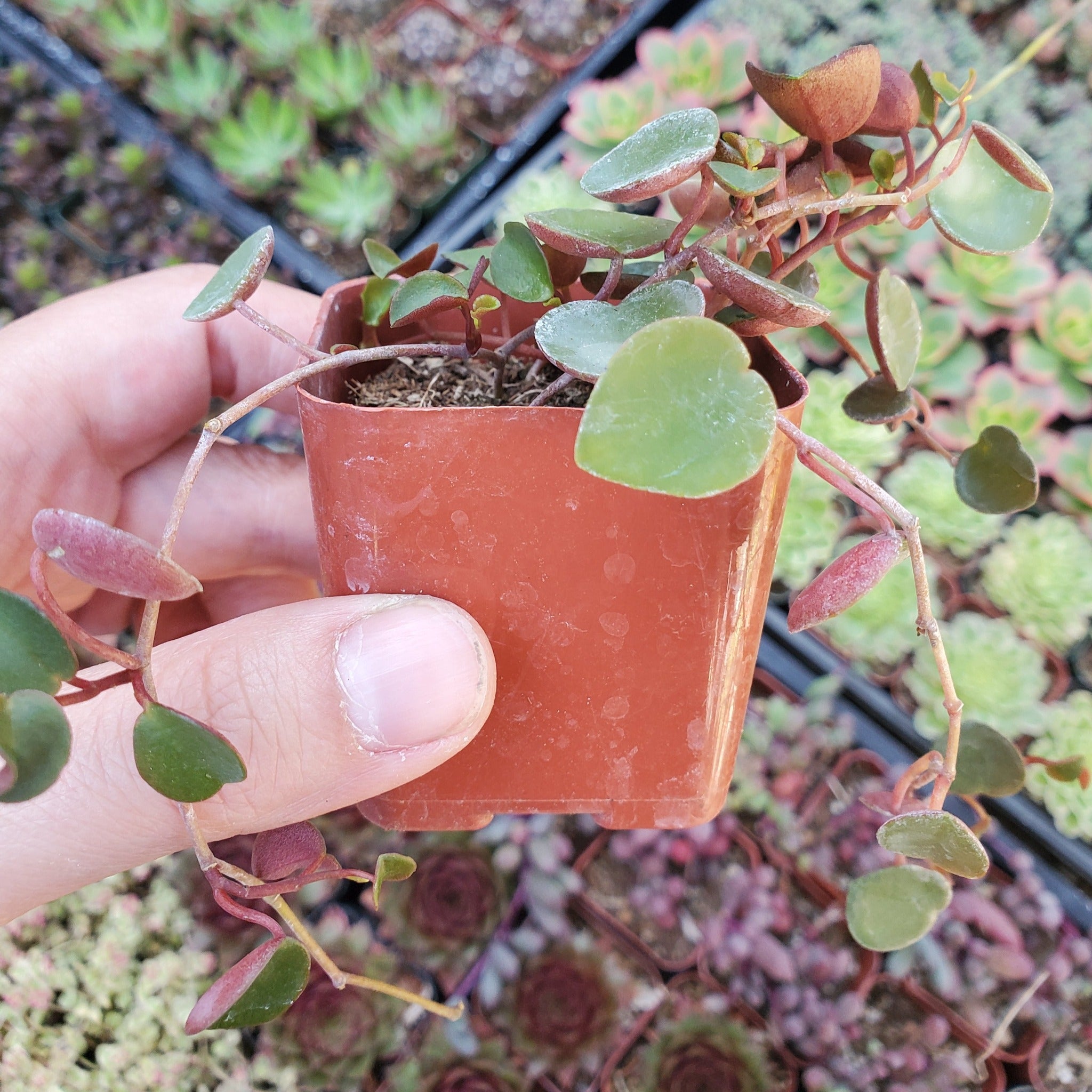 peperomia ruby cascade succulent plant Peperomia 'Ruby Cascade'