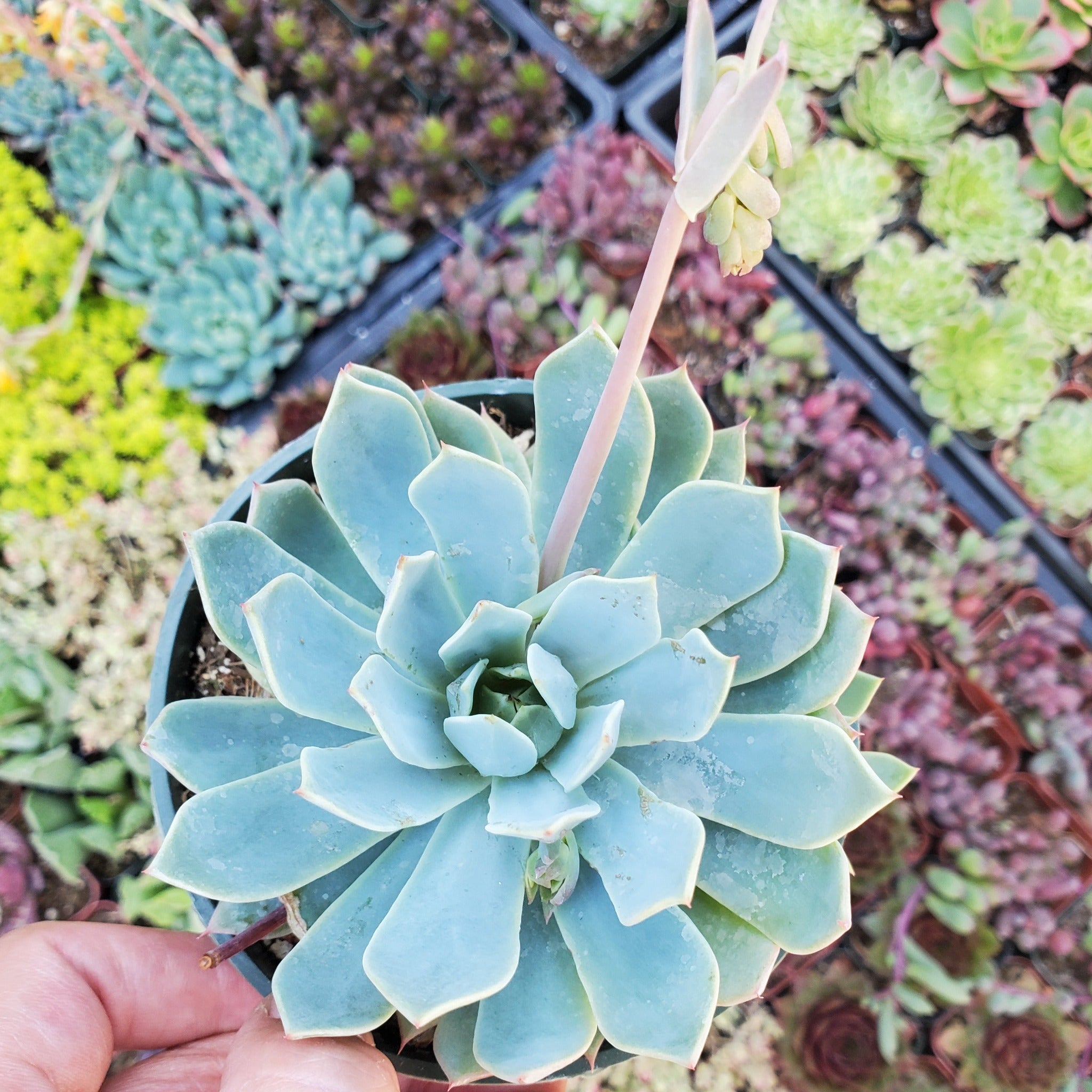 bunny succulent blue Echeveria 'Blue Mist'