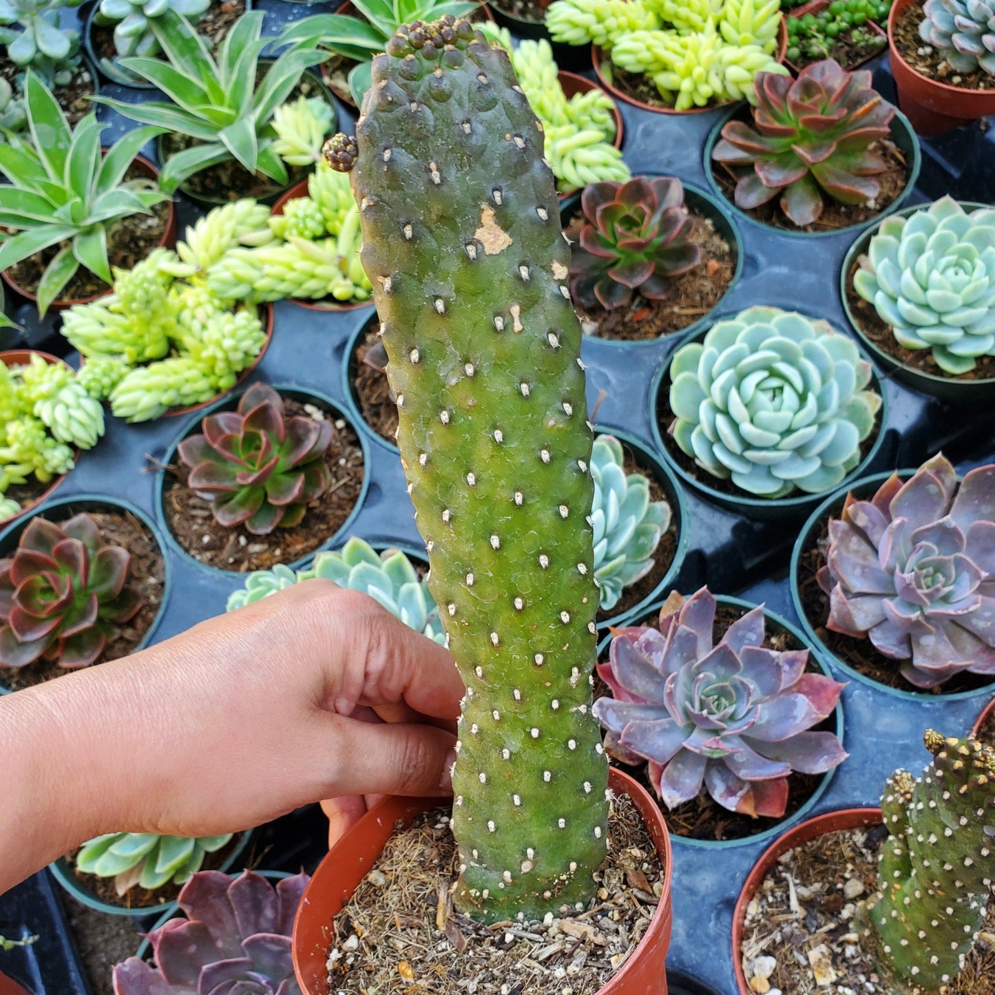 Consolea rubescens 'Roadkill Cactus'