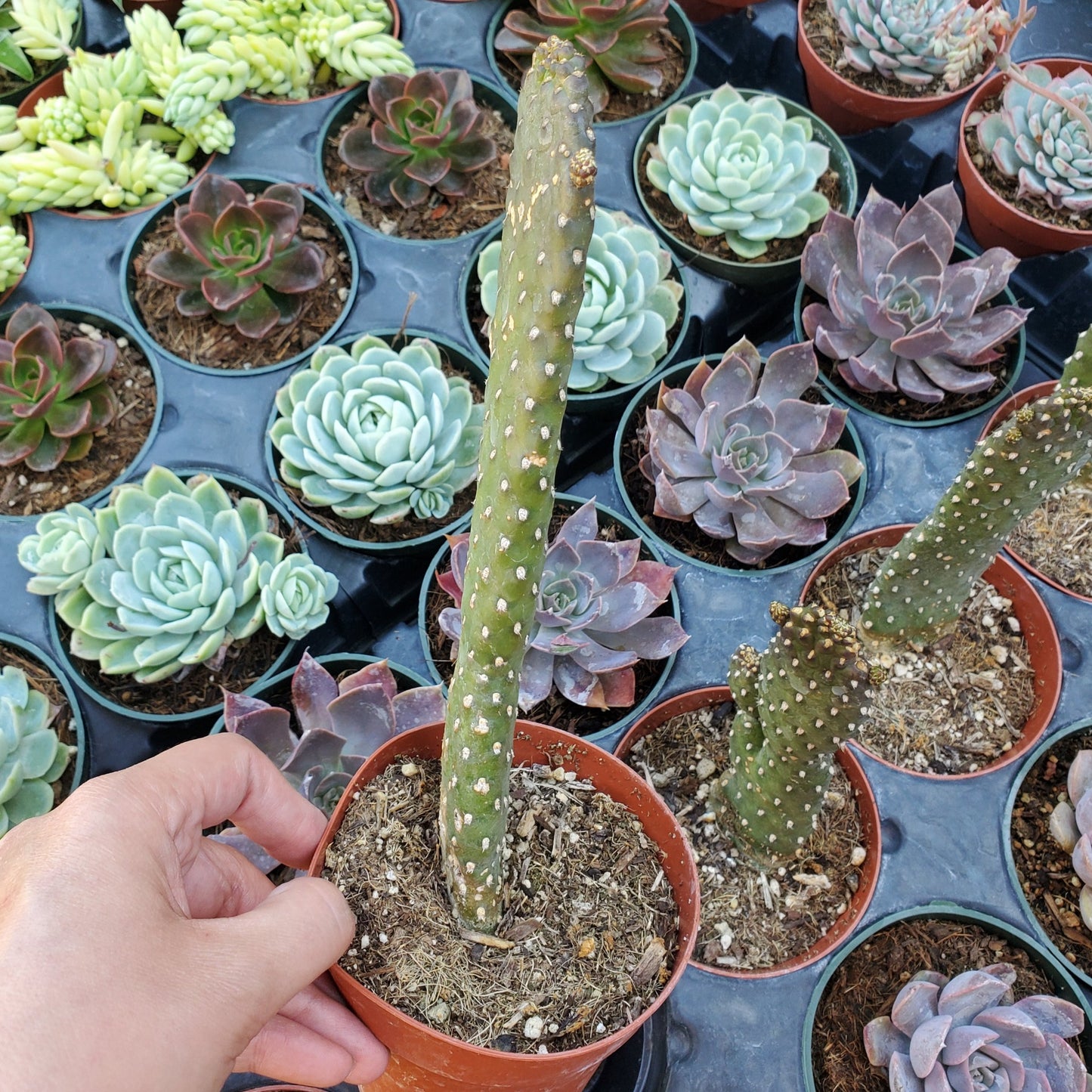 Consolea rubescens 'Roadkill Cactus'