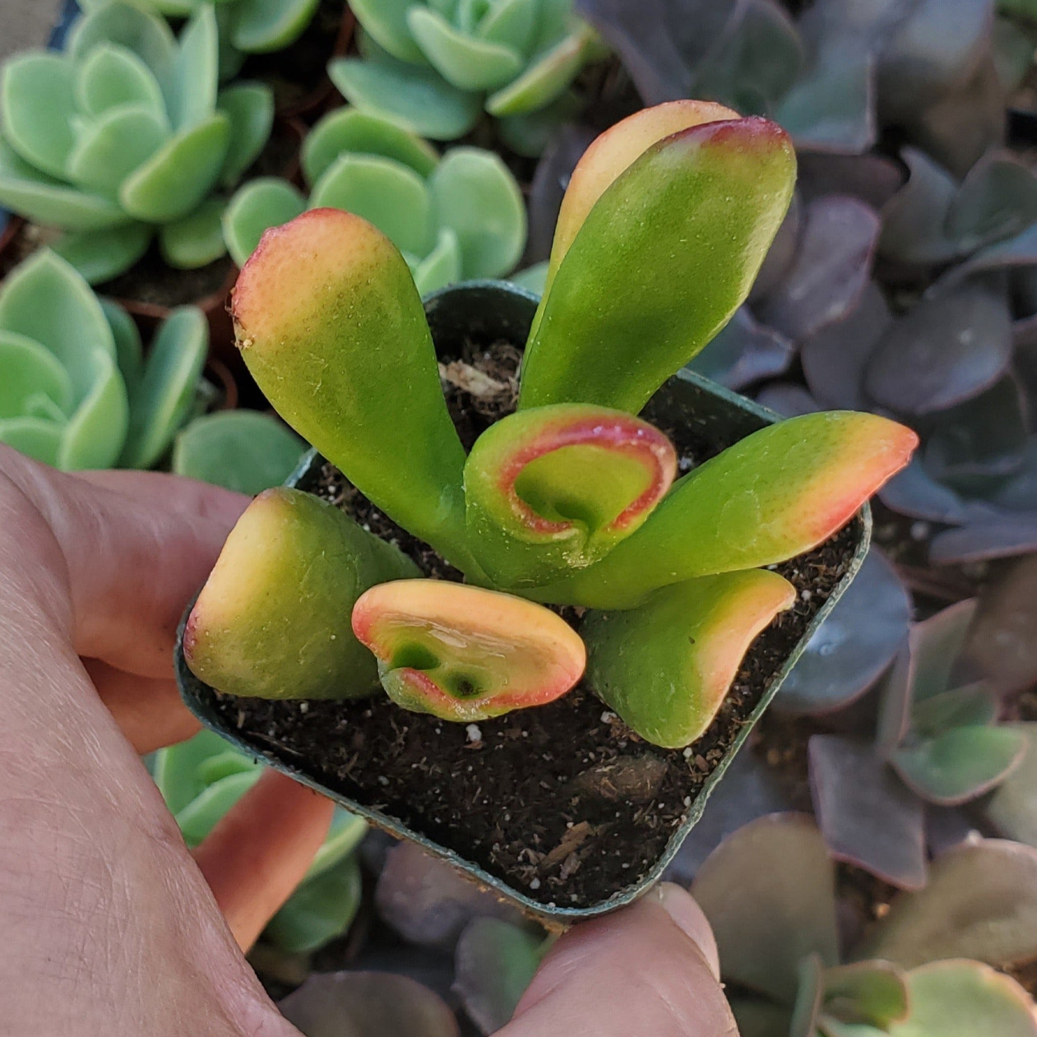 succulent looks like fingers Crassula ovata f. variegata 'ET's Fingers'