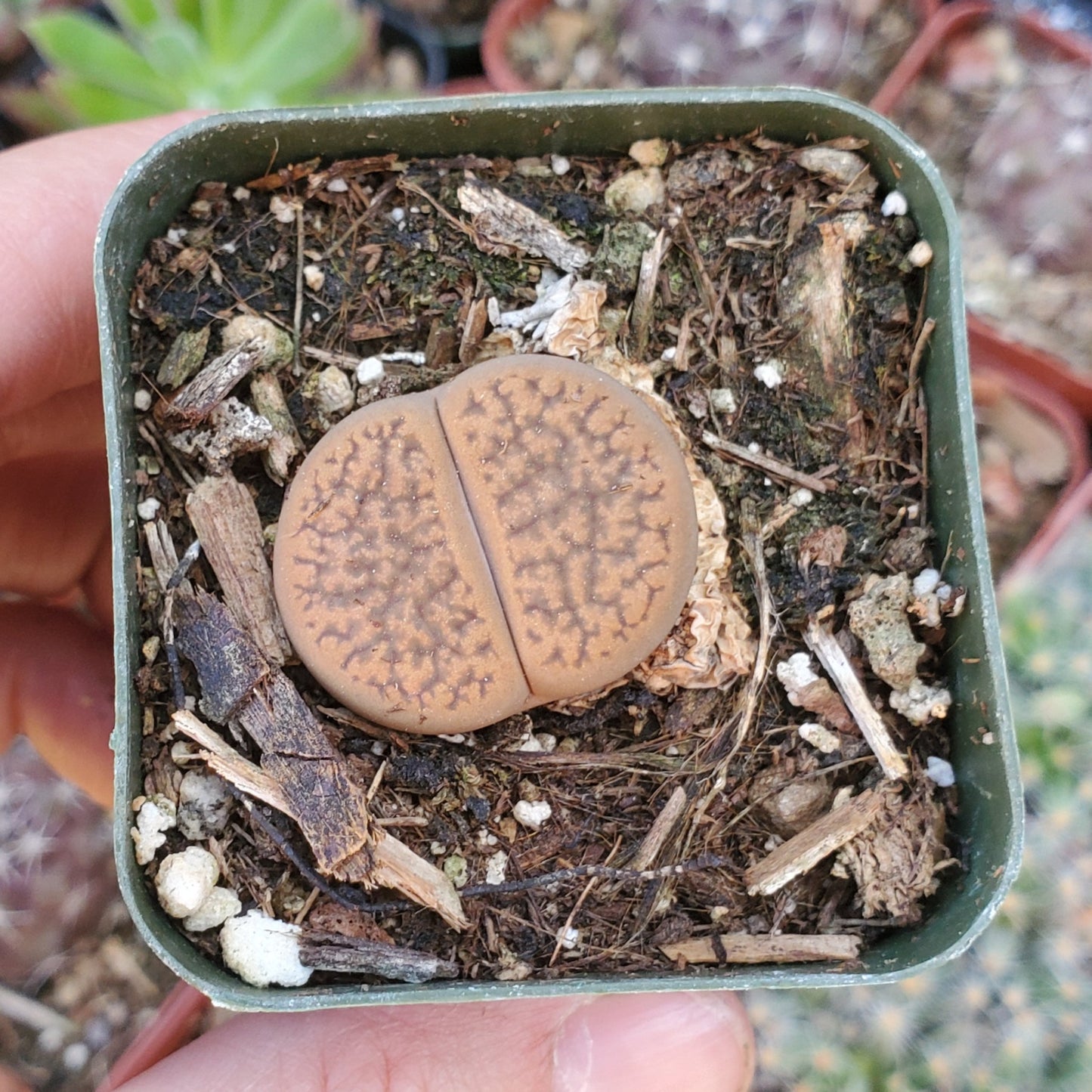 Lithops 'Living Stones'