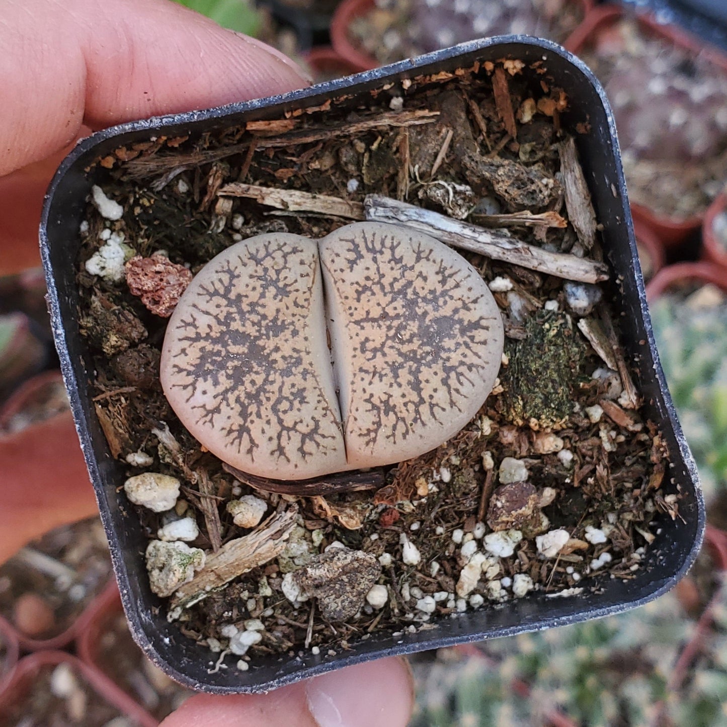 Lithops 'Living Stones'