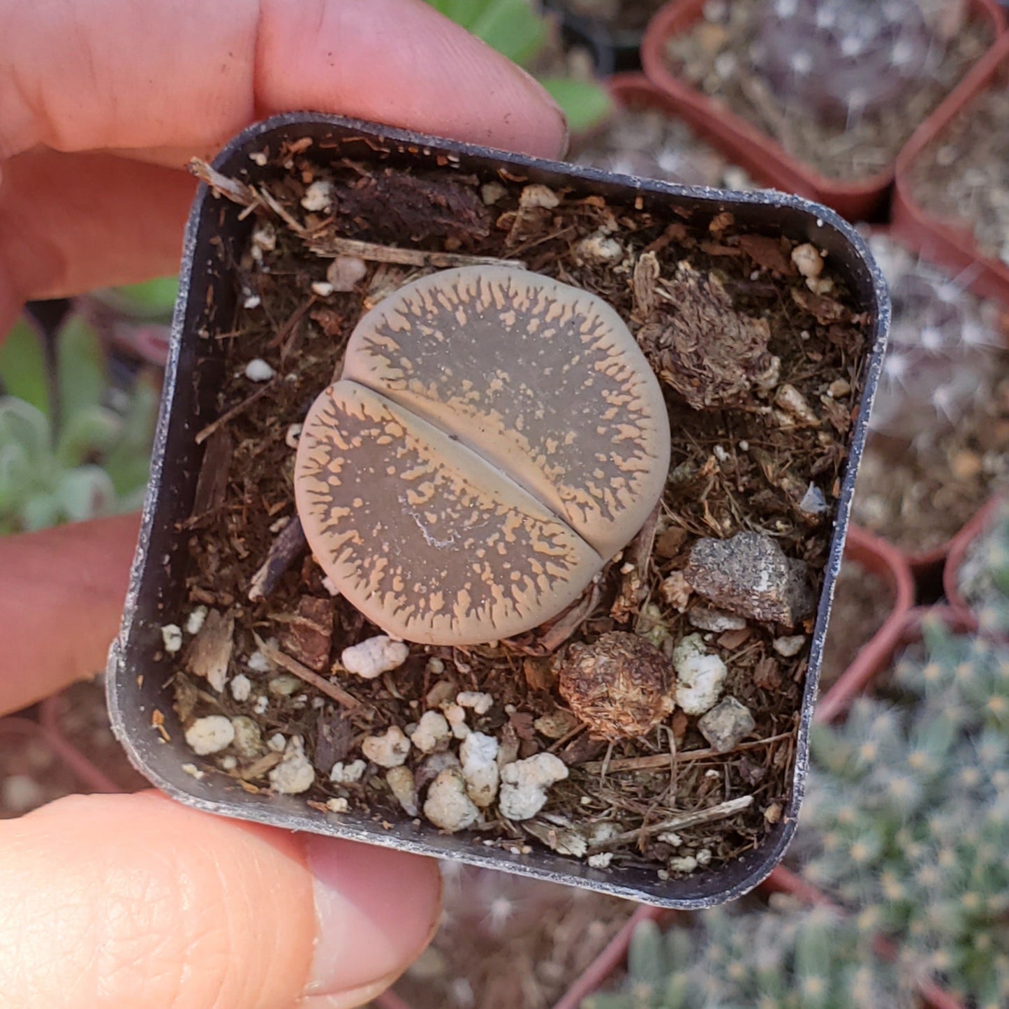 Lithops 'Living Stones'