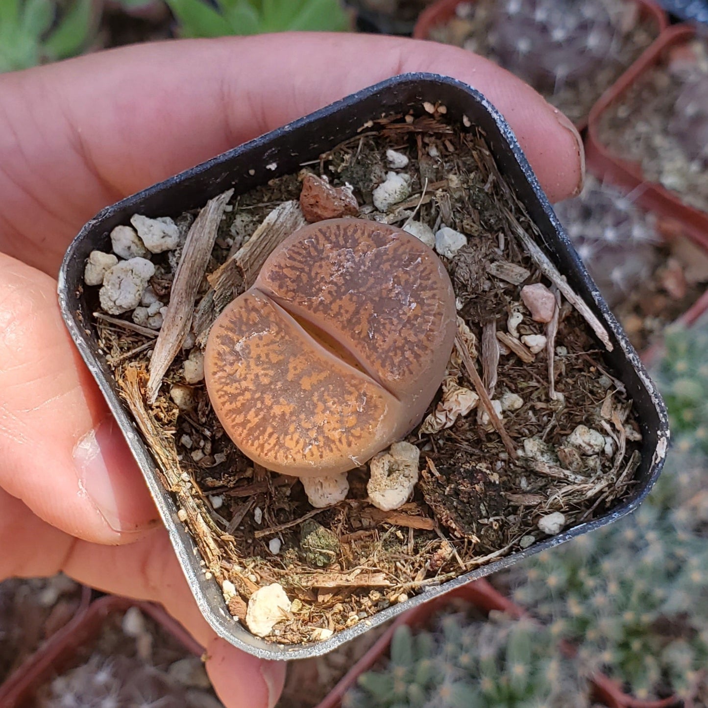 Lithops 'Living Stones'