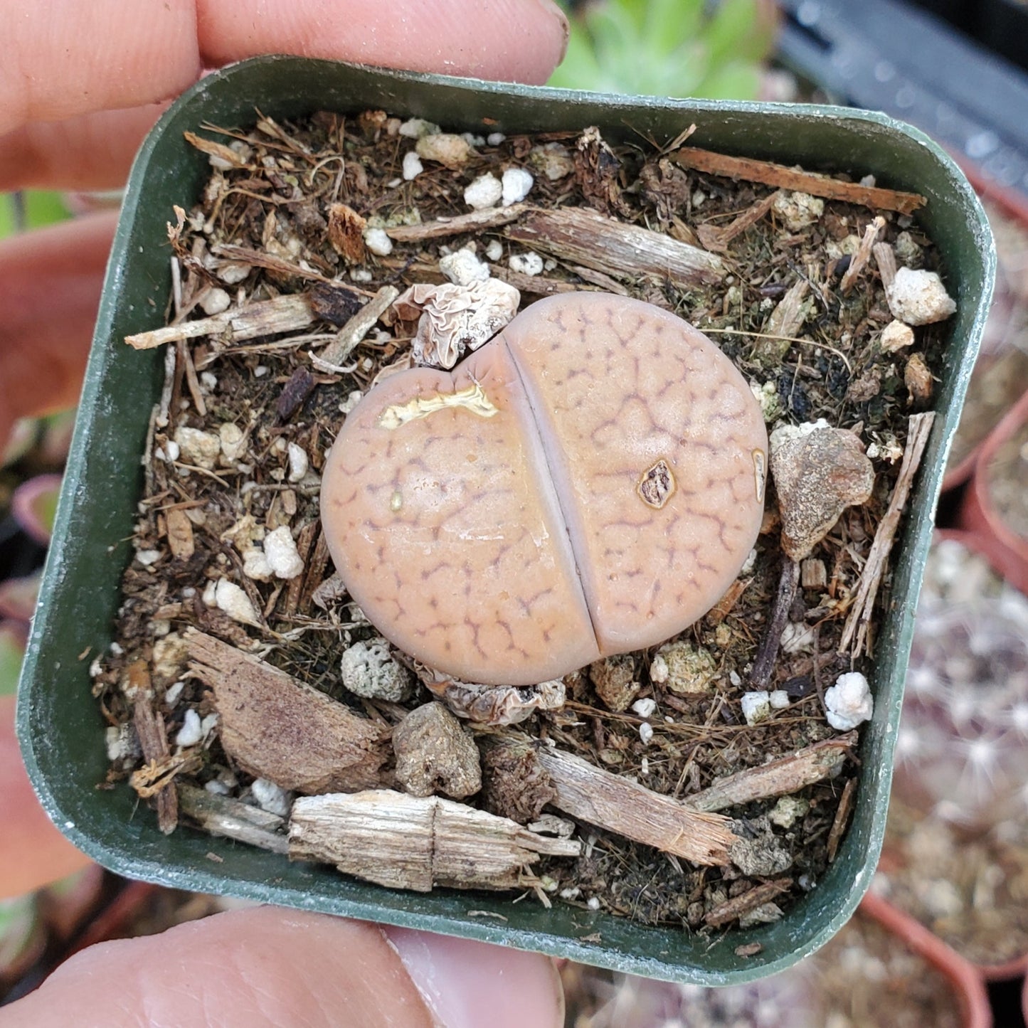 Lithops 'Living Stones'