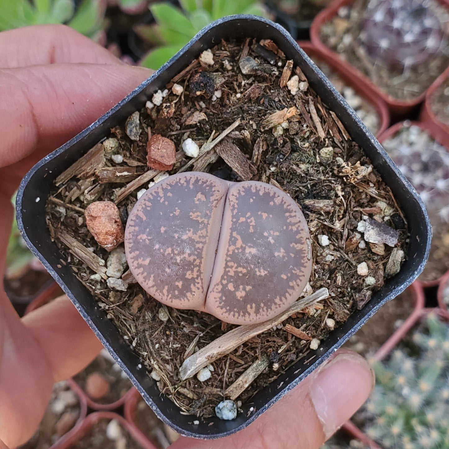 Lithops 'Living Stones'