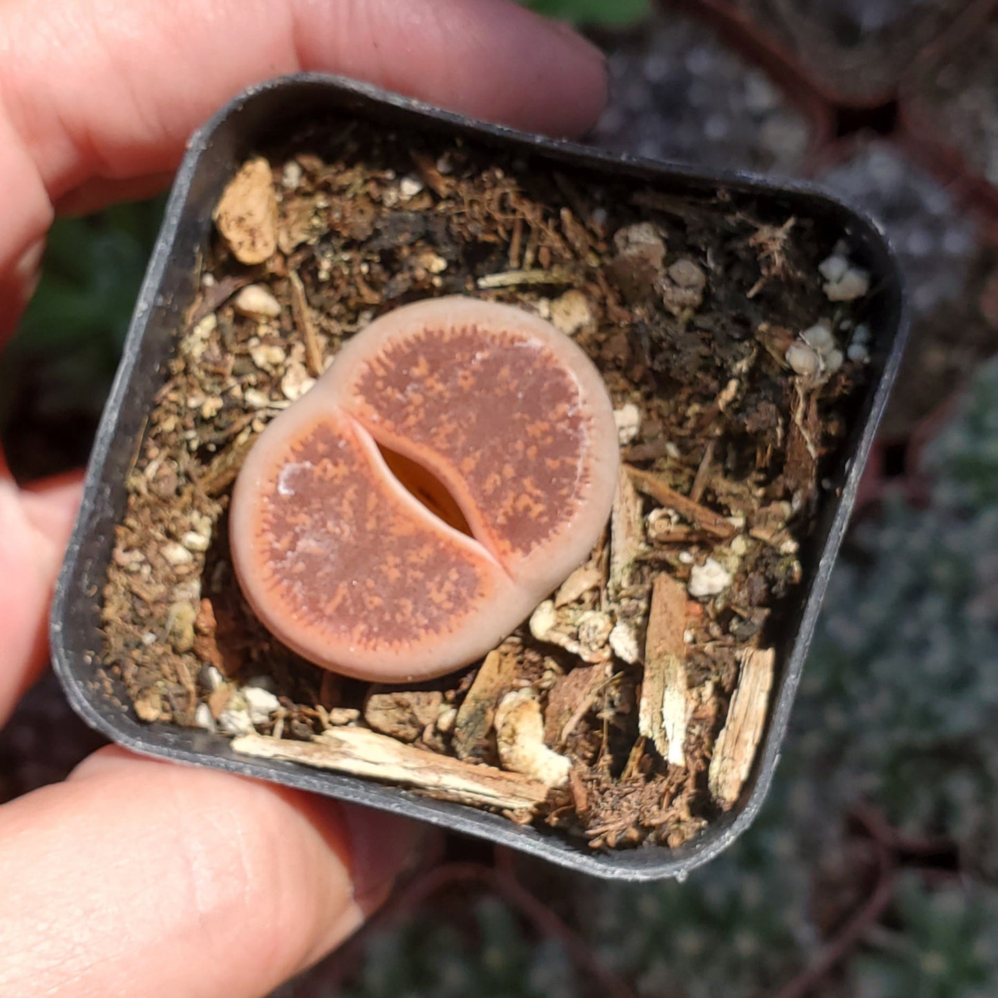 Lithops 'Living Stones'