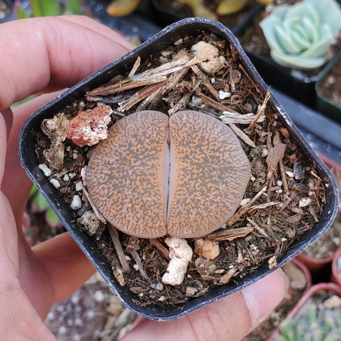 Lithops 'Living Stones'