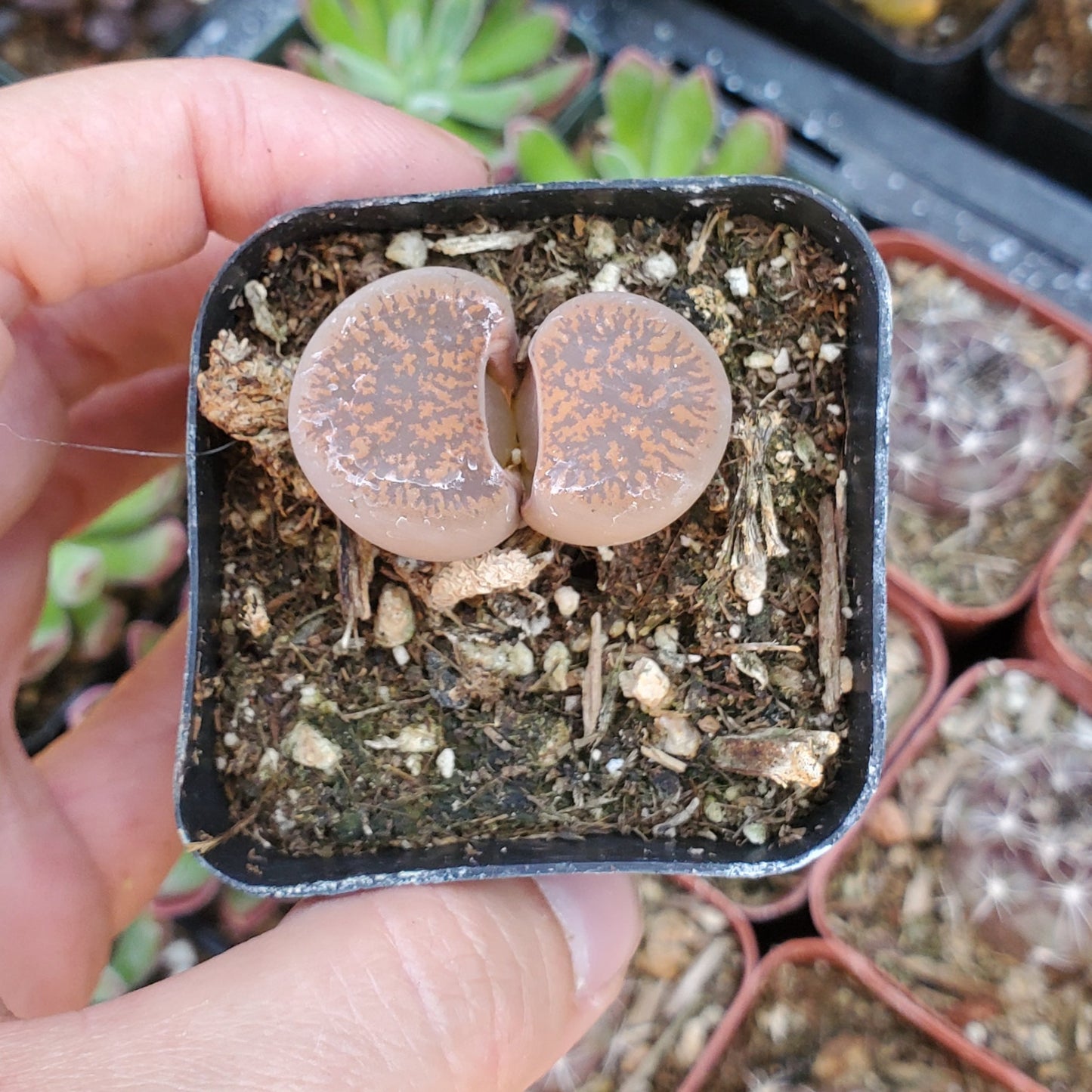 Lithops 'Living Stones'