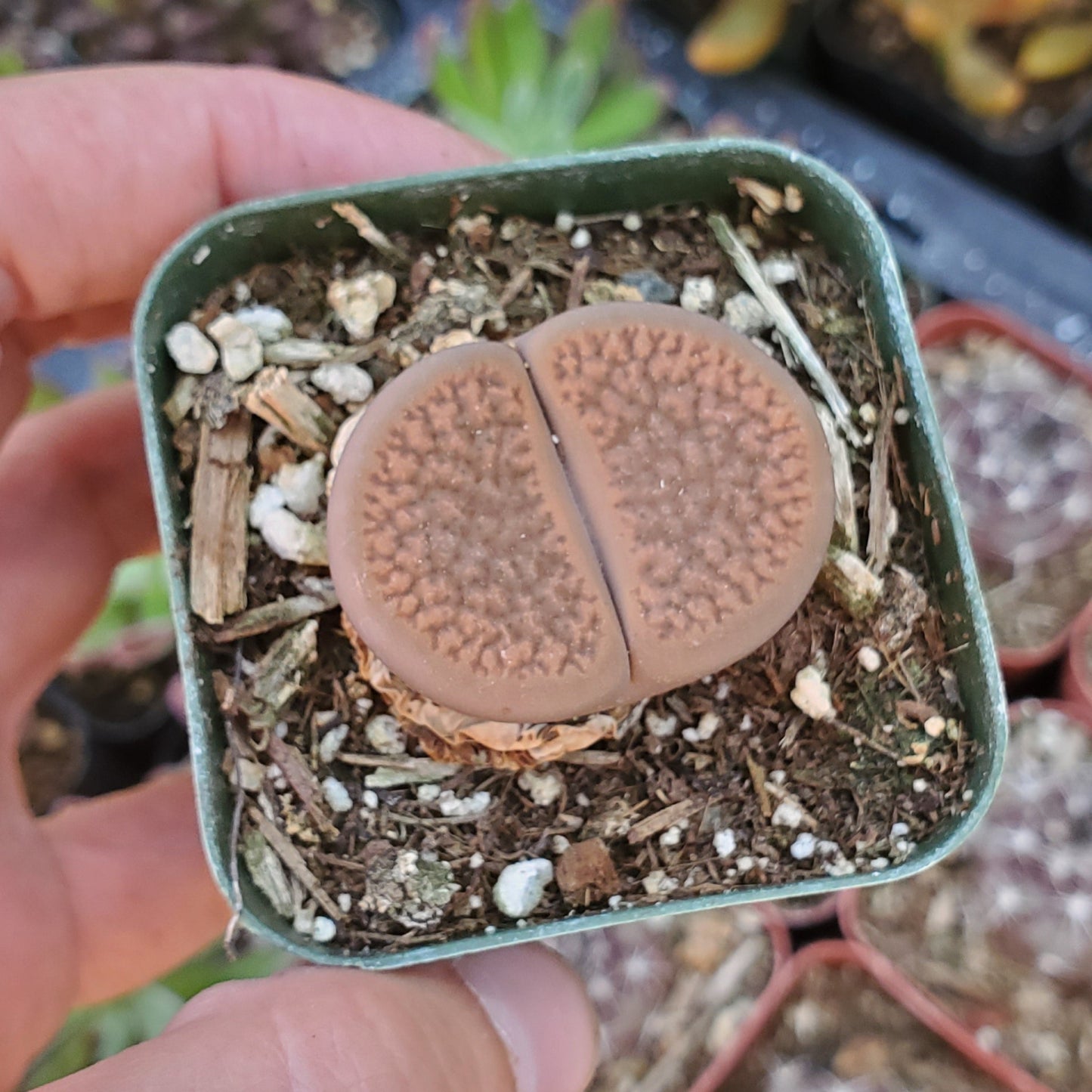 Lithops 'Living Stones'