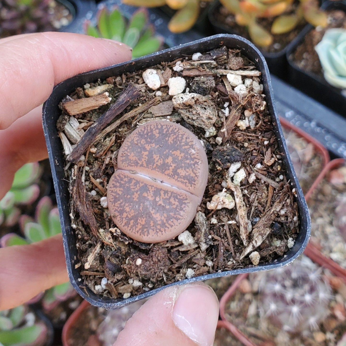 Lithops 'Living Stones'