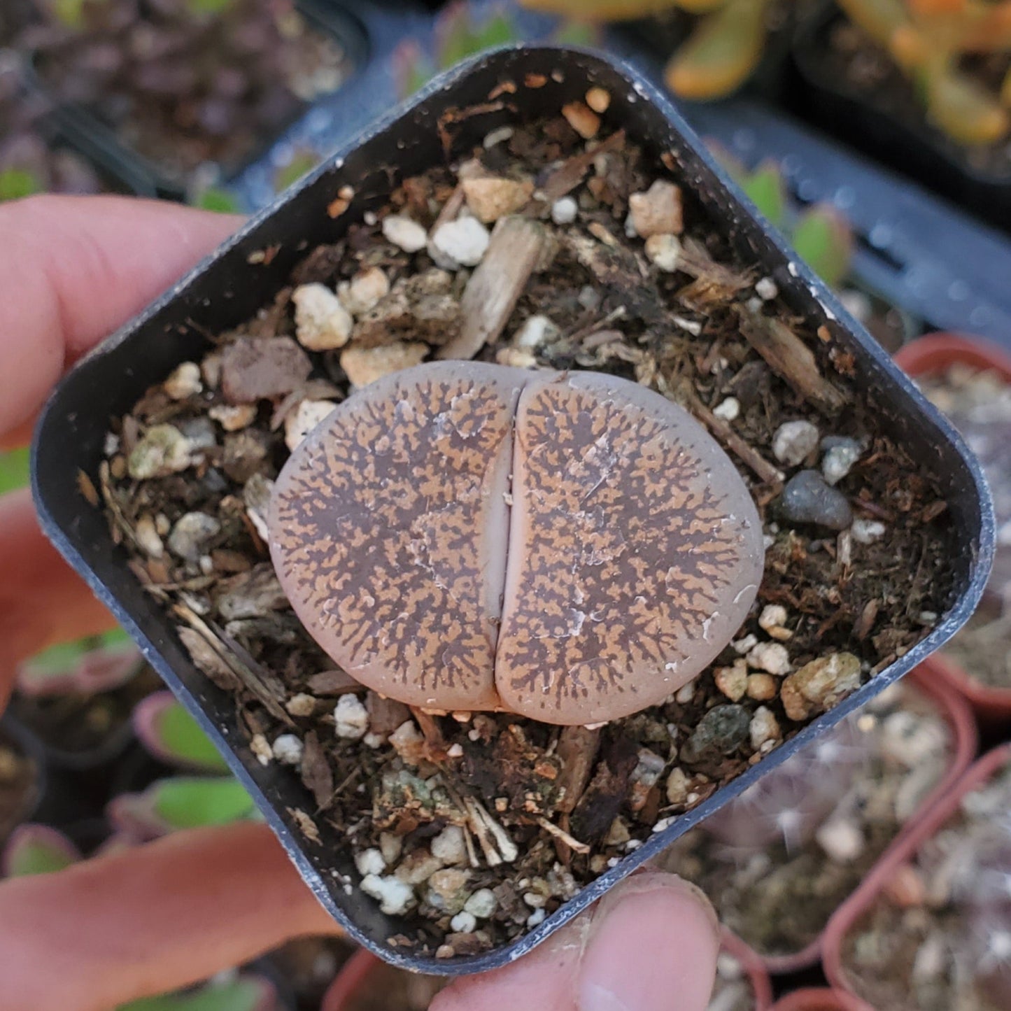 Lithops 'Living Stones'