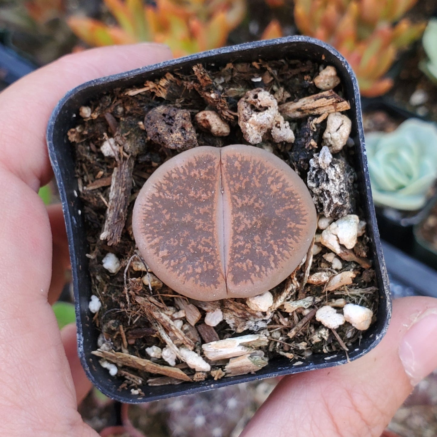 Lithops 'Living Stones'