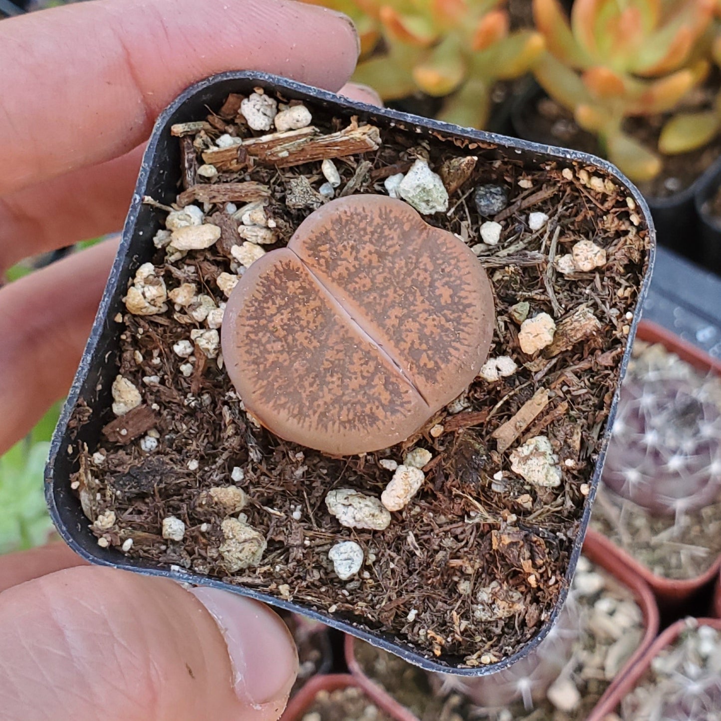 Lithops 'Living Stones'