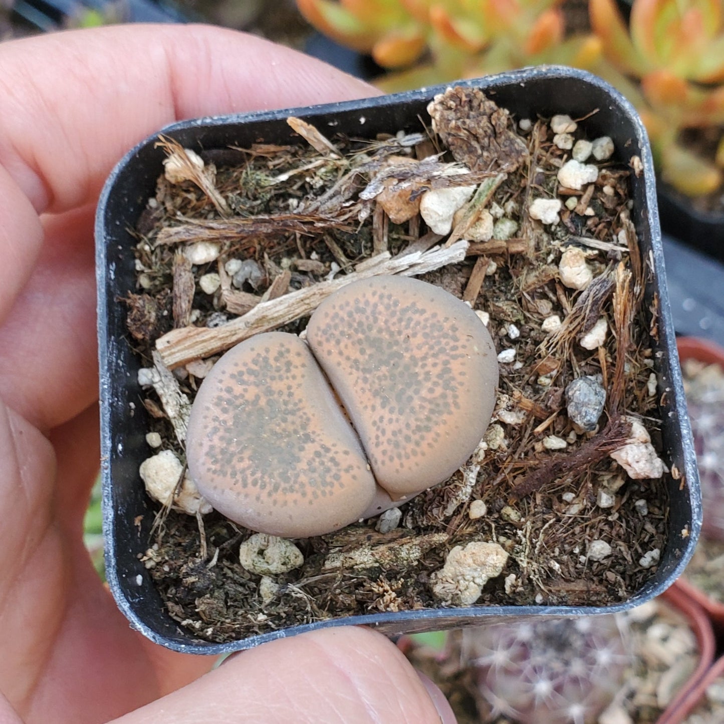 Lithops 'Living Stones'