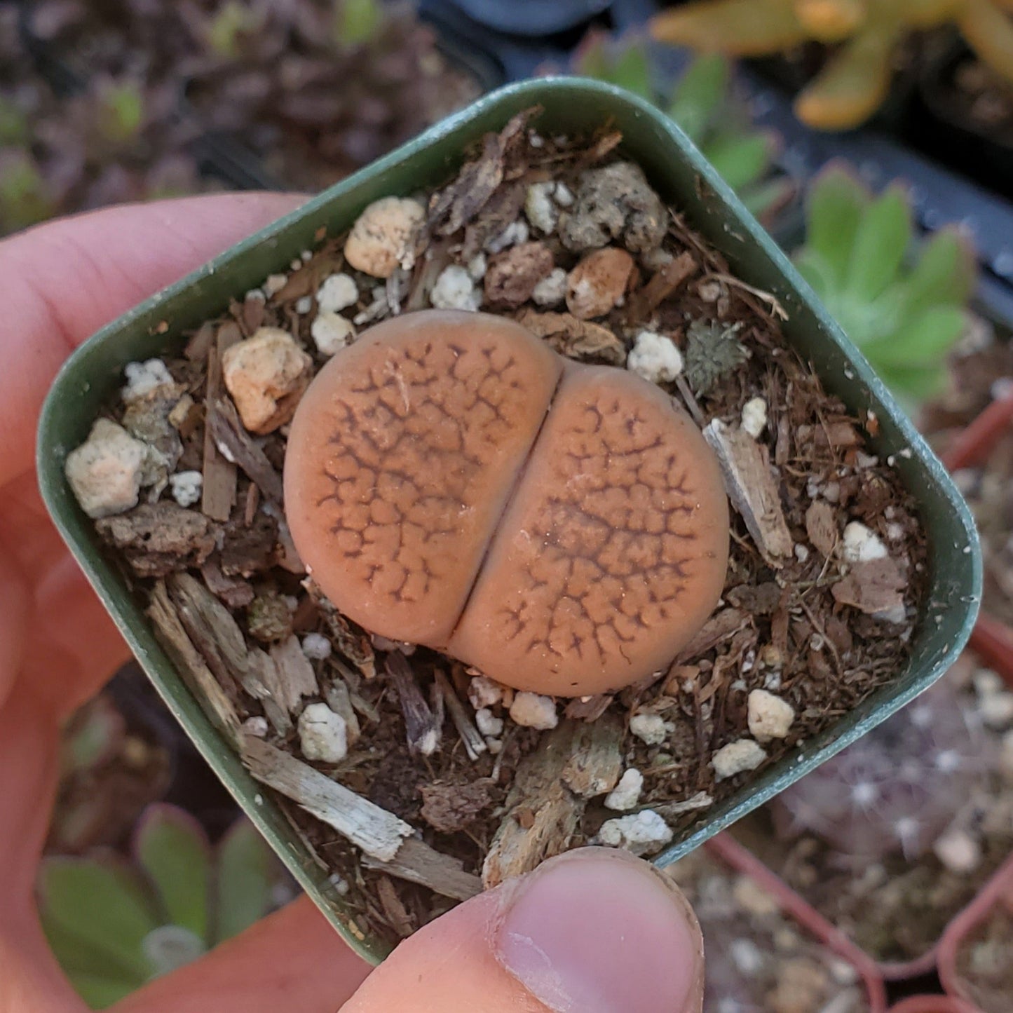 Lithops 'Living Stones'