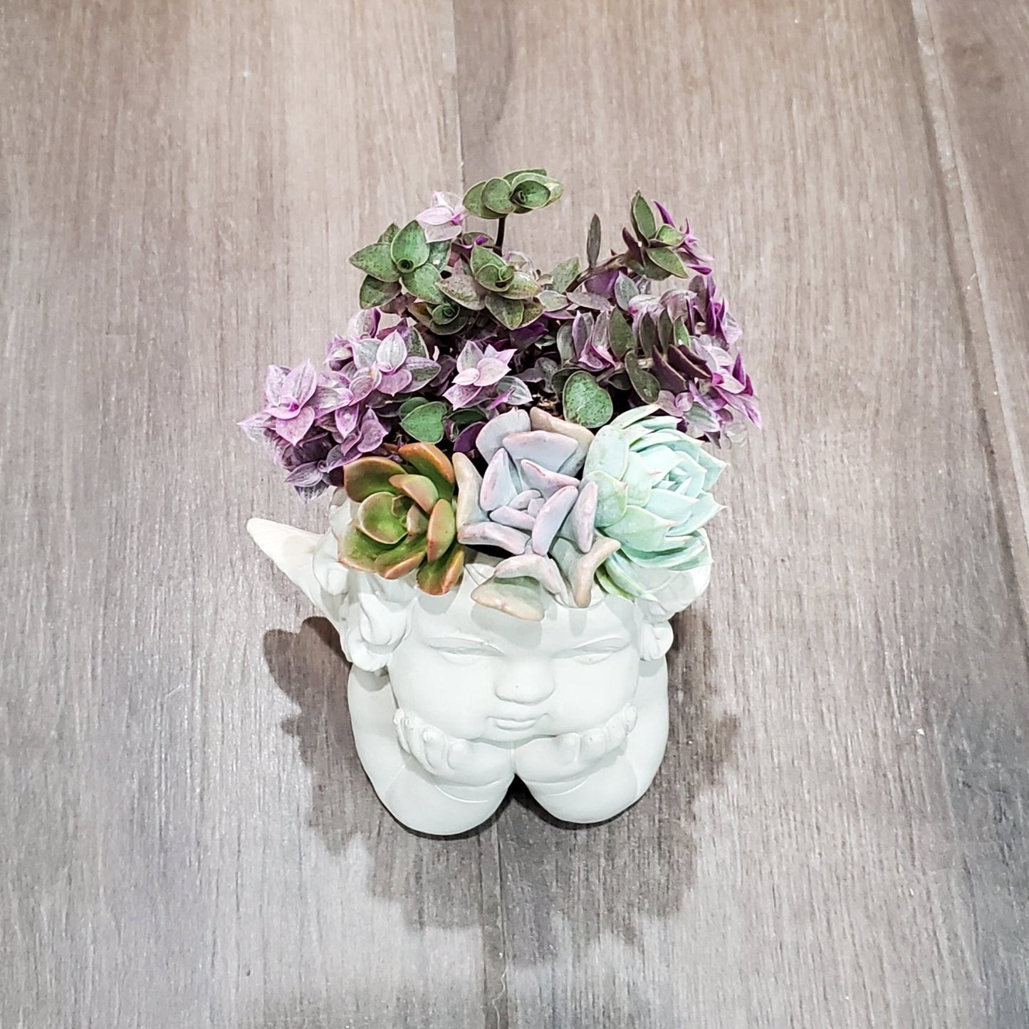 Succulent Angel Arrangement